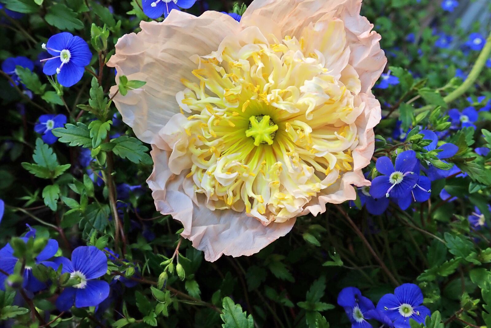 Olympus TG-5 sample photo. Poppy, flower, garden photography
