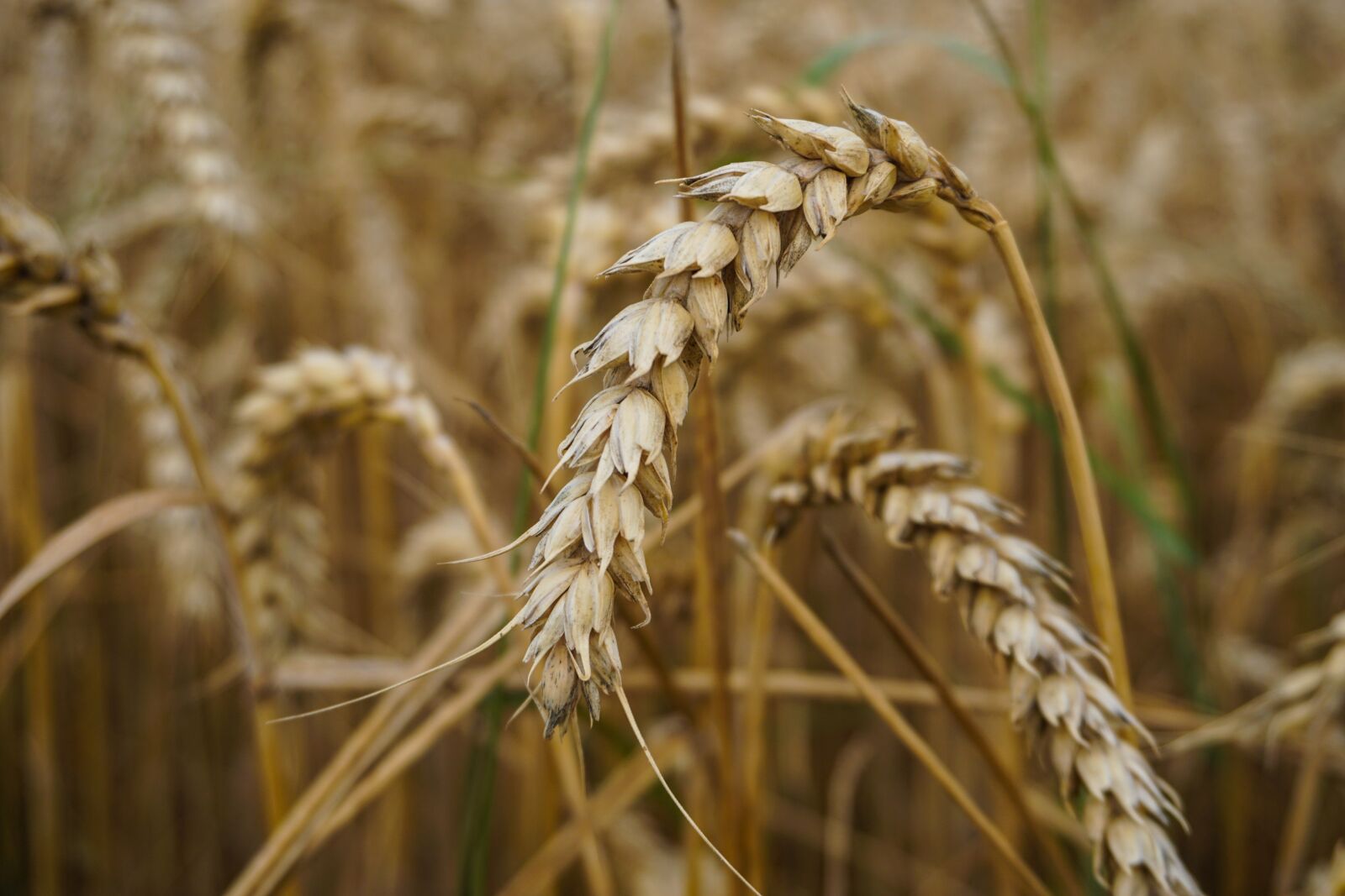 Sony E 16-50mm F3.5-5.6 PZ OSS sample photo. Wheat, wheat field, field photography