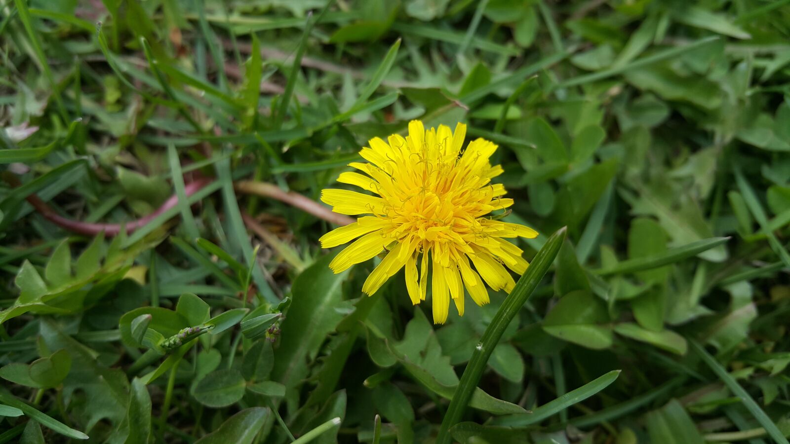 Samsung Galaxy Note4 sample photo. Green, yellow, flower photography