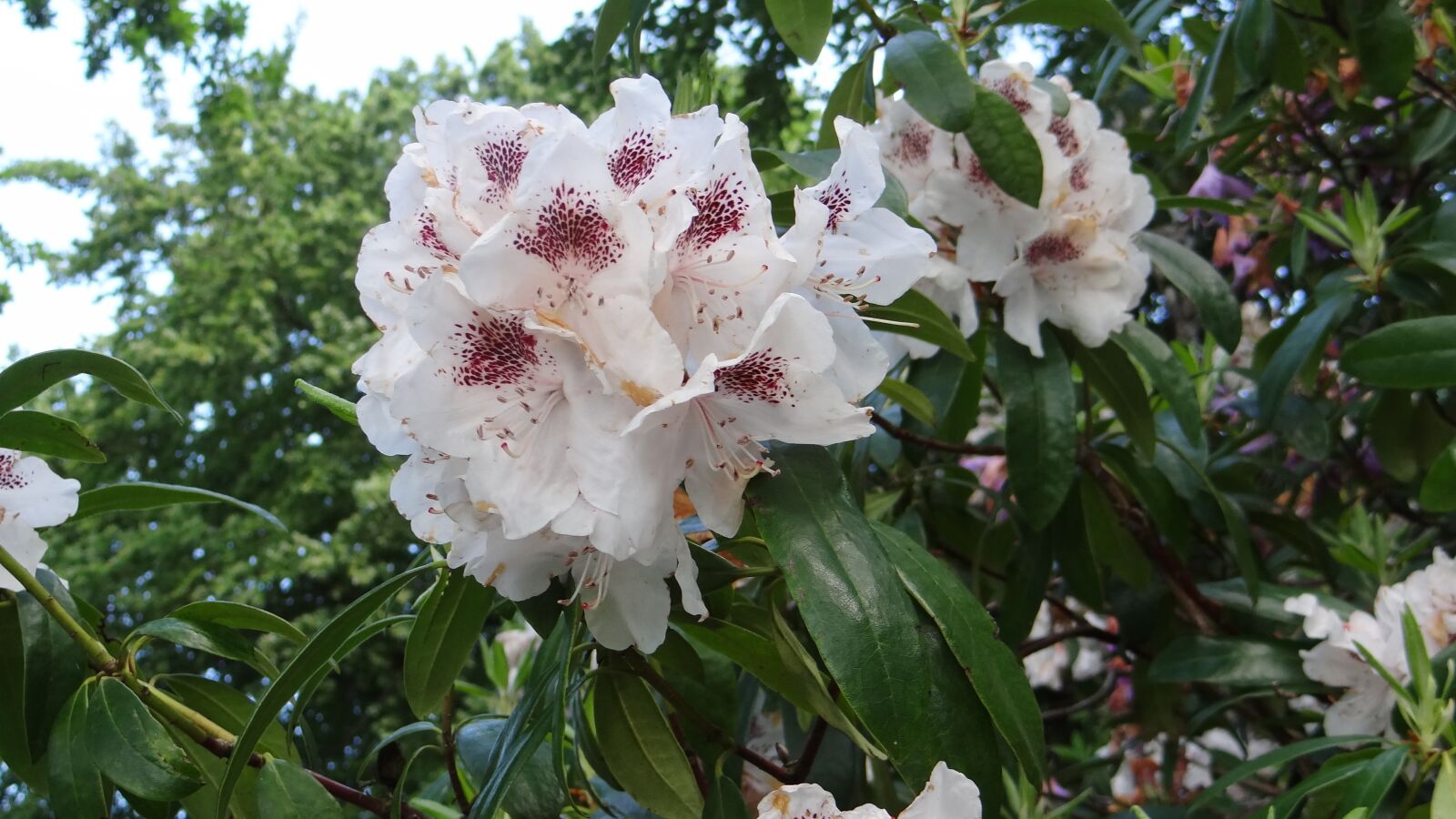 Sony Cyber-shot DSC-HX100V sample photo. Rhododendron, spring flower, spring photography