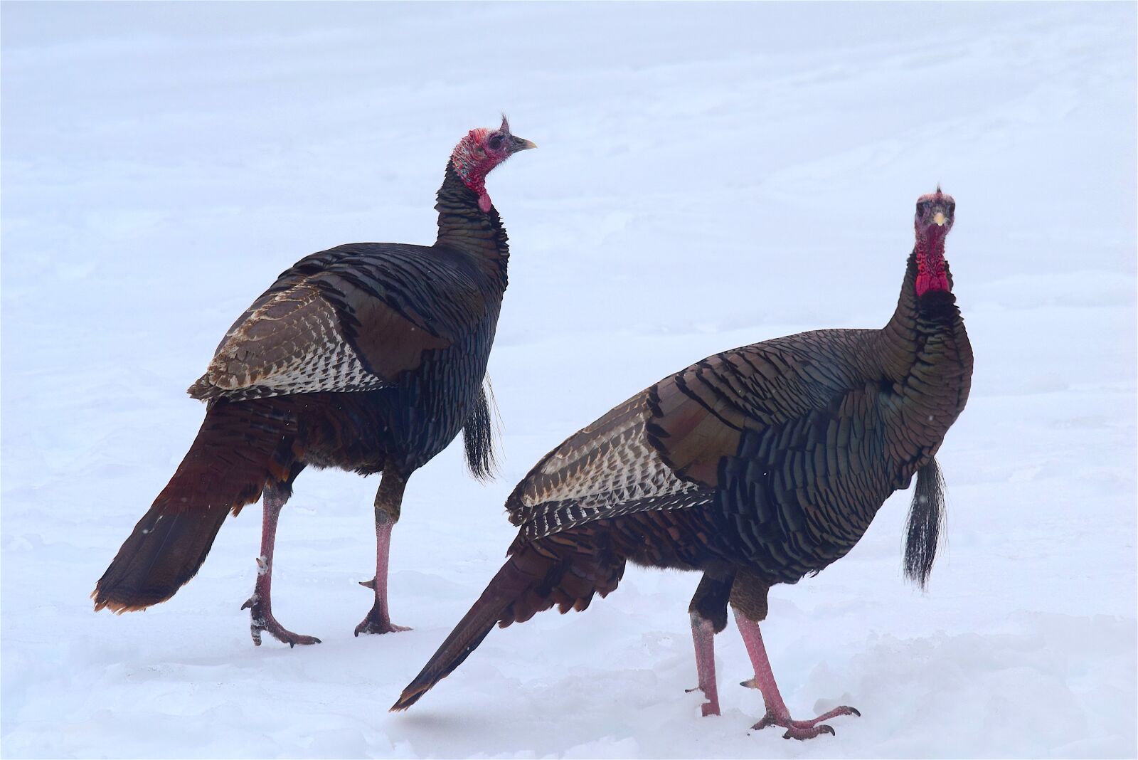 Nikon D3300 sample photo. Wild turkeys, snow, turkey photography