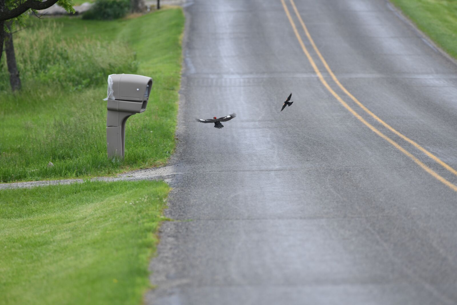 Nikon D850 sample photo. Chase, birds, pileated photography
