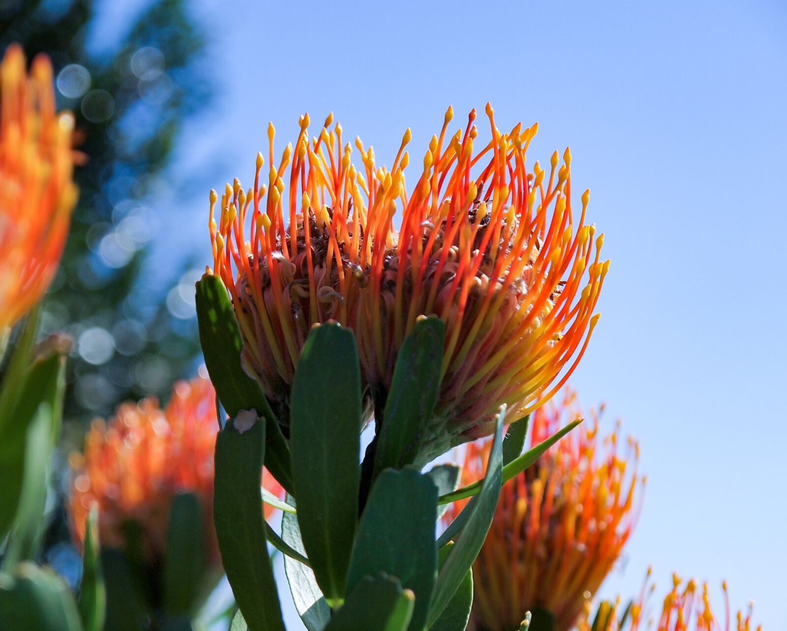 Olympus E-5 + OLYMPUS 14-54mm Lens sample photo. Protea, flower, exotic photography