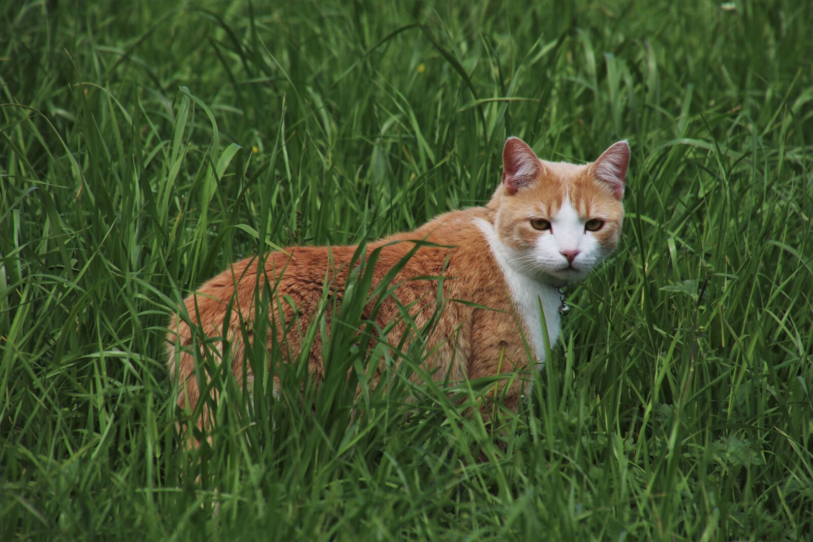 Canon EOS 80D sample photo. Rudy, hunter, hunting photography