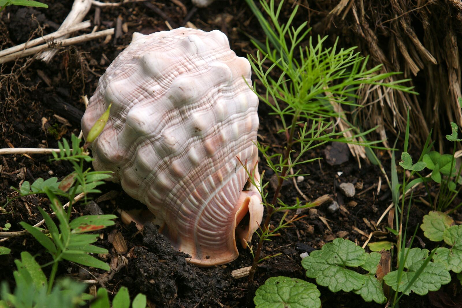 Sony Alpha DSLR-A700 sample photo. Shell, sound of the photography