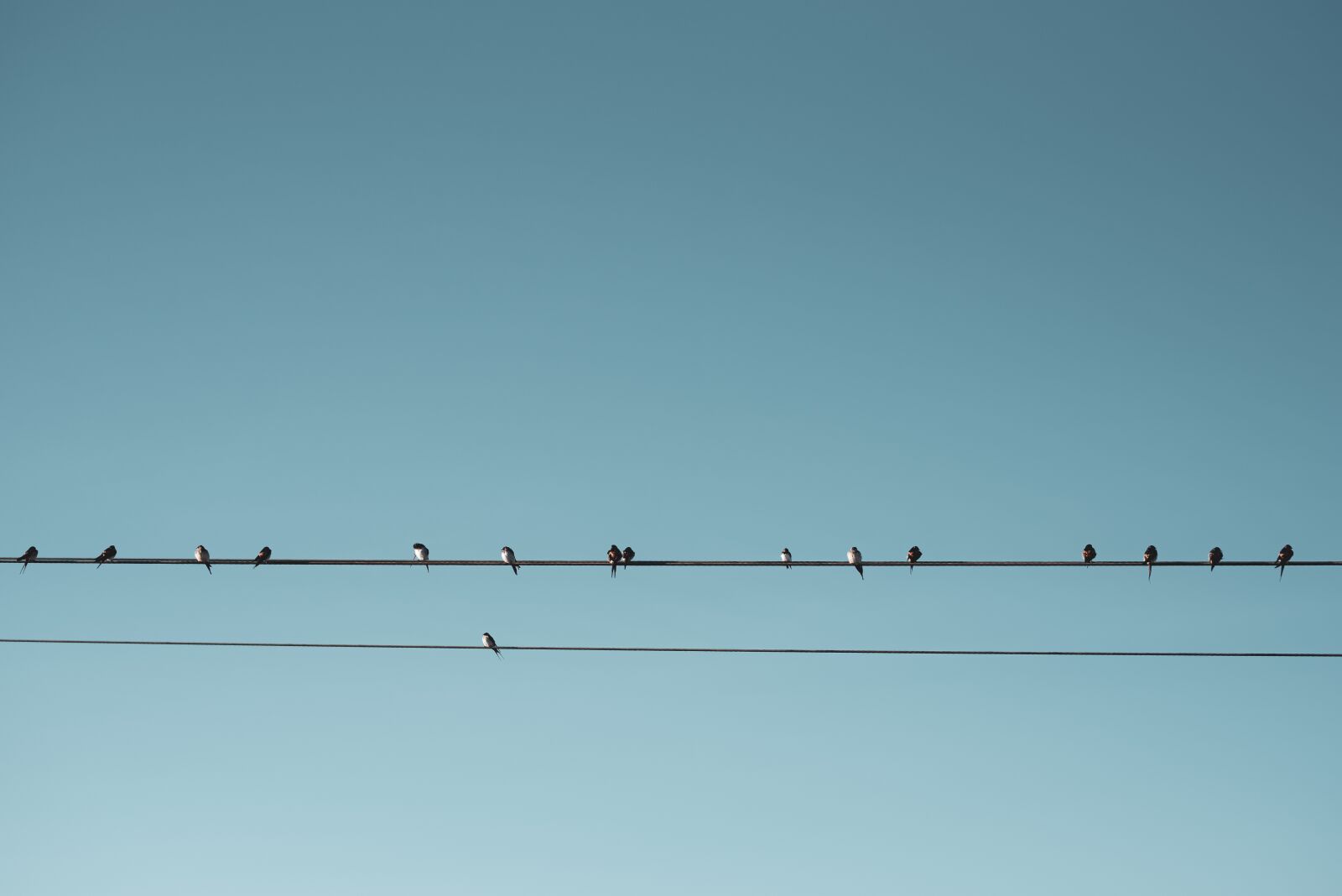 Nikon D750 sample photo. Birds, blue, animal photography