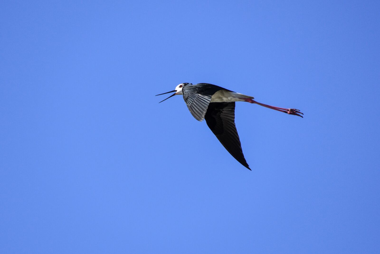 Nikon D500 sample photo. Black-winged stilt, flight, bird photography