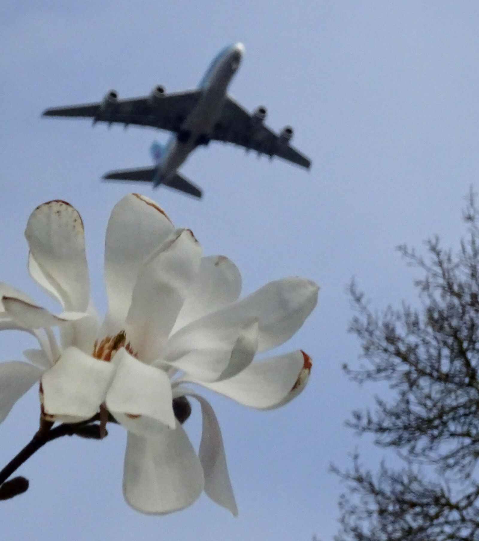Sony DSC-HX60 sample photo. A380, magnolia photography