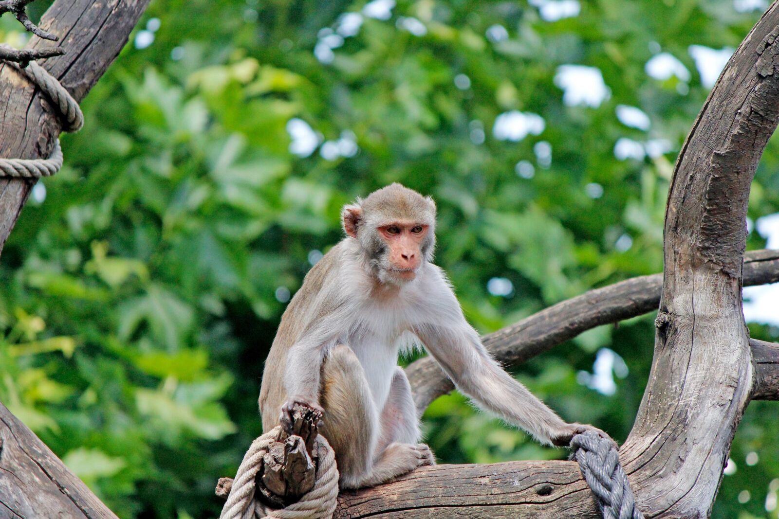 Canon EOS 600D (Rebel EOS T3i / EOS Kiss X5) sample photo. Monkey, zoo, primate photography