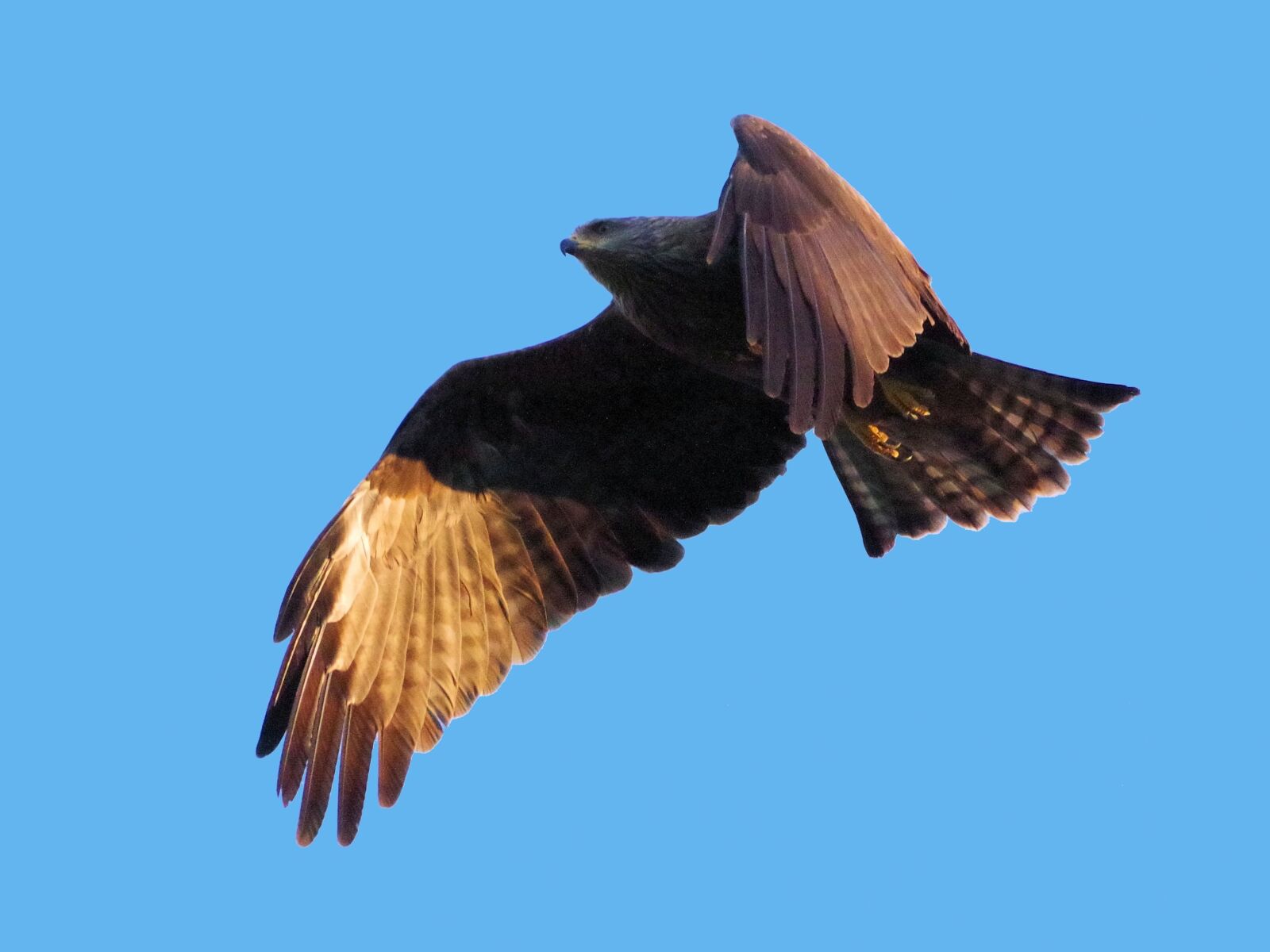 Pentax K-70 sample photo. Black milan, bird of photography