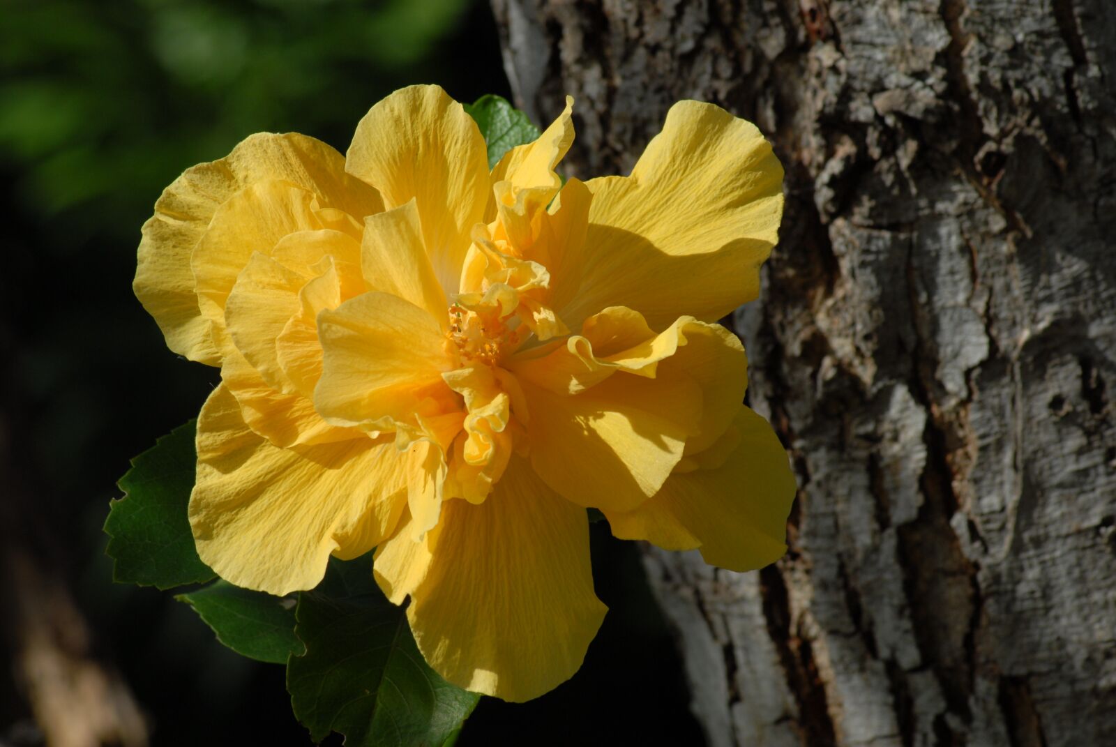 Nikon D200 sample photo. Tulip, flora, plants photography