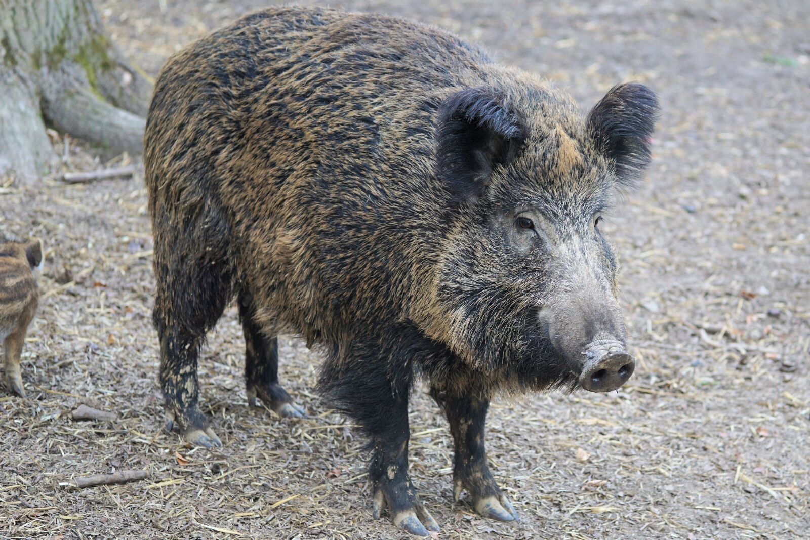 Sony a6000 + E 60mm F2.8 sample photo. Boar, pig, sow photography