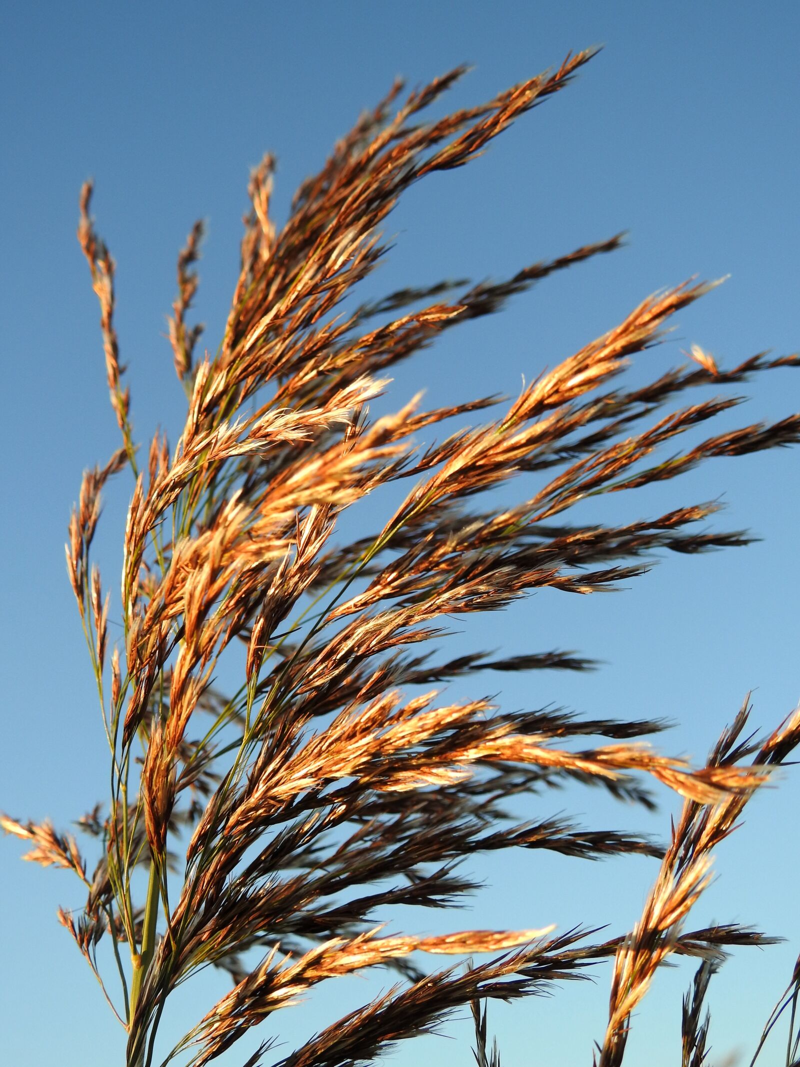 Nikon Coolpix P900 sample photo. Grass, seeds, plant photography