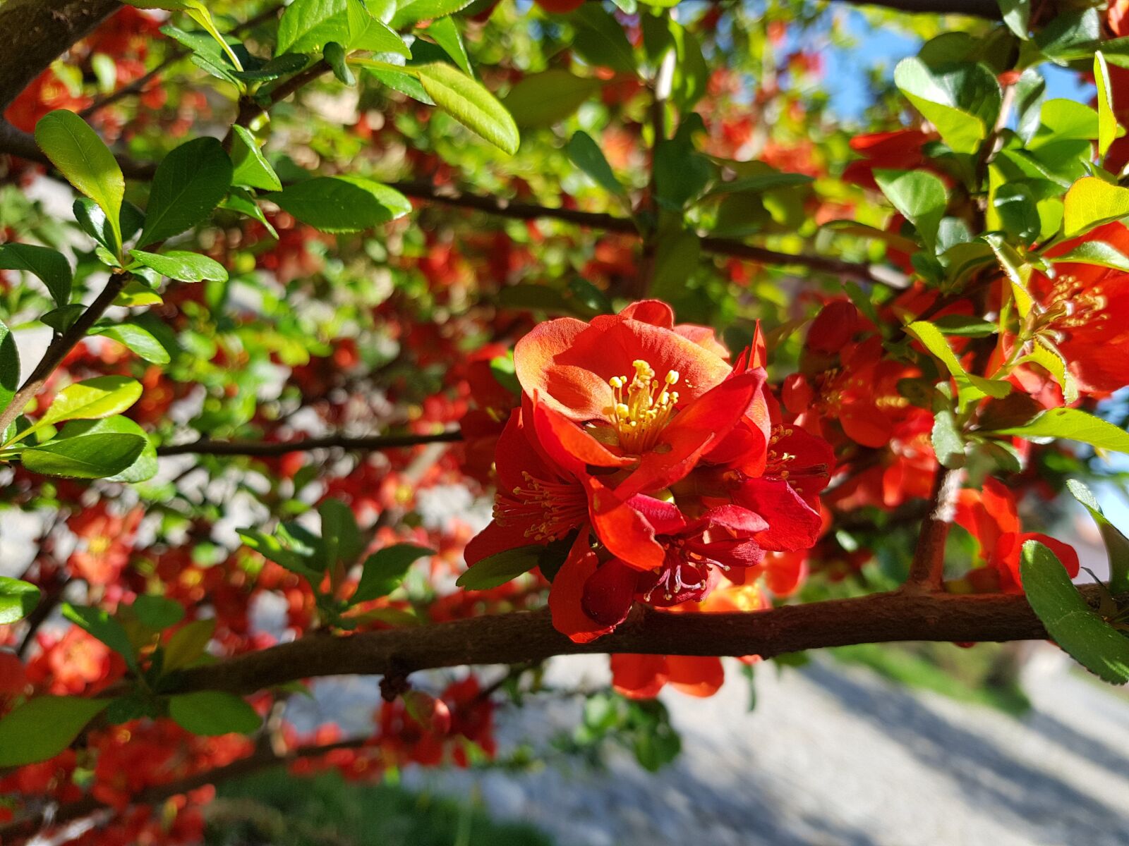 Samsung Galaxy S8 sample photo. Flower, nature, plant photography