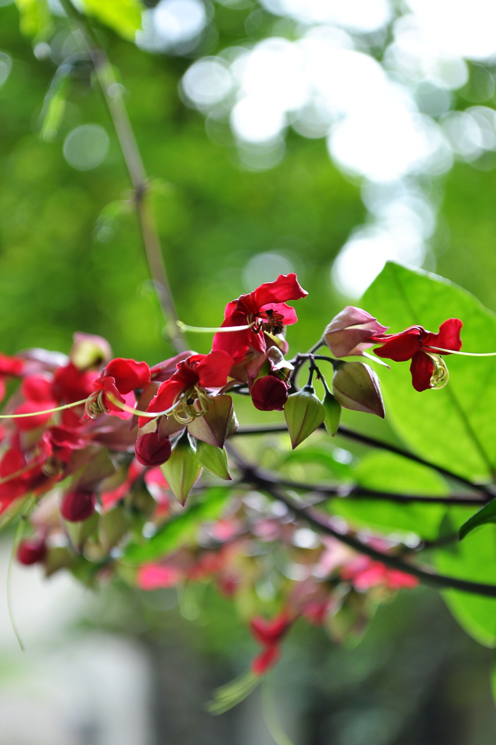 Nikon D3100 sample photo. Flowers, red flowers, blossom photography