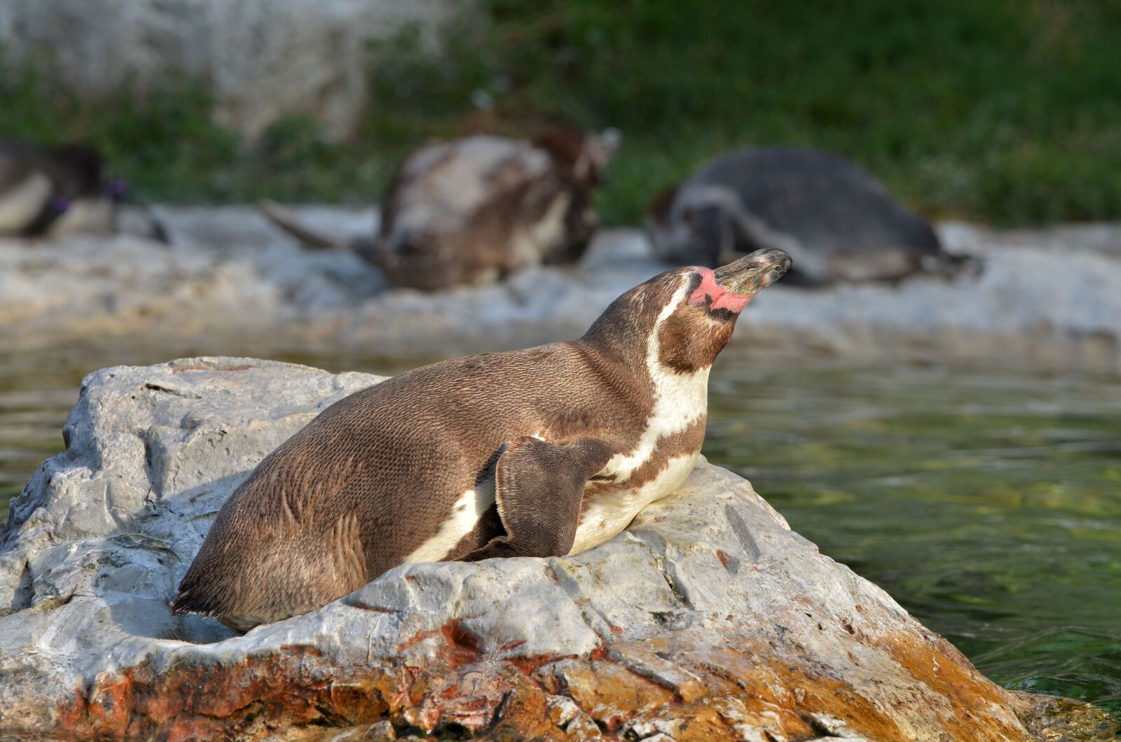 Nikon D7000 sample photo. Penguin, zoo, zoo sch photography