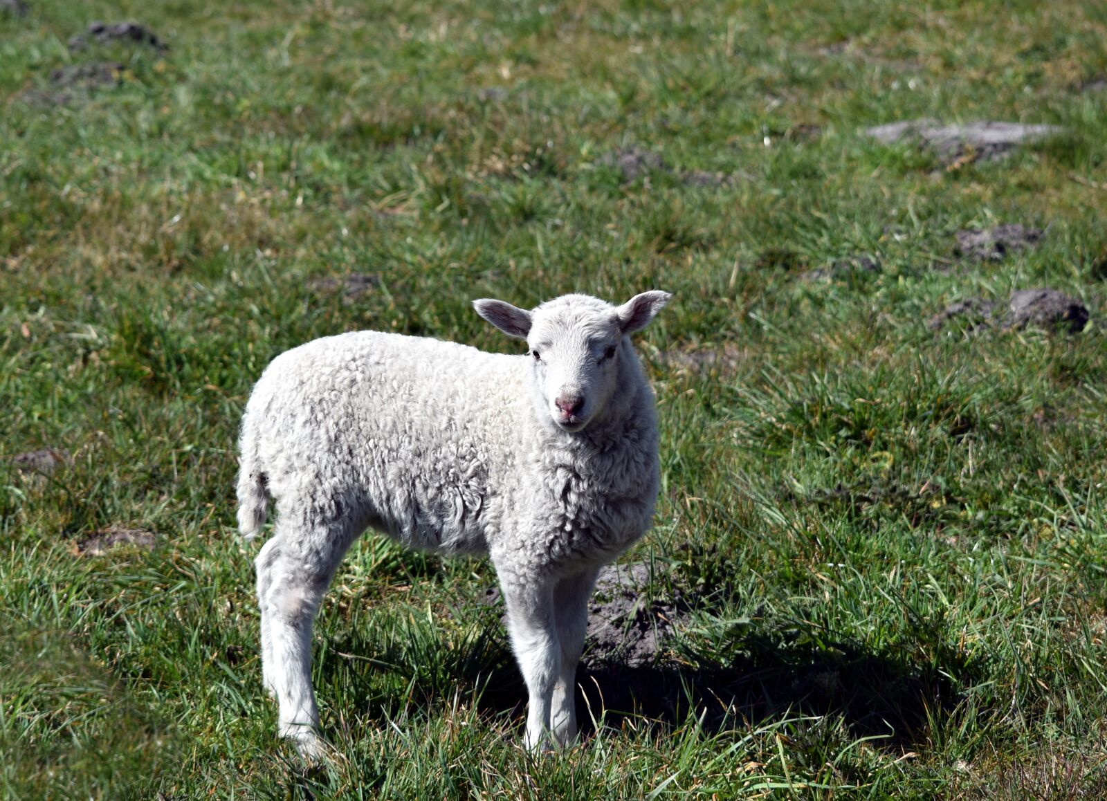 Nikon D5300 sample photo. Lamb, sheep, white photography