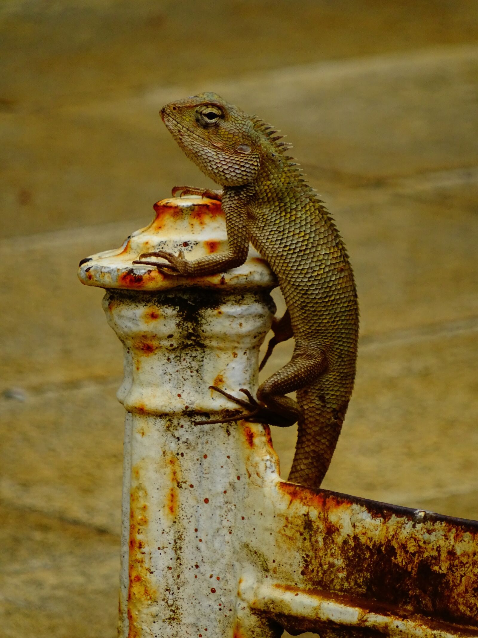 Sony Cyber-shot DSC-WX350 sample photo. Animal, lizard, vacations photography