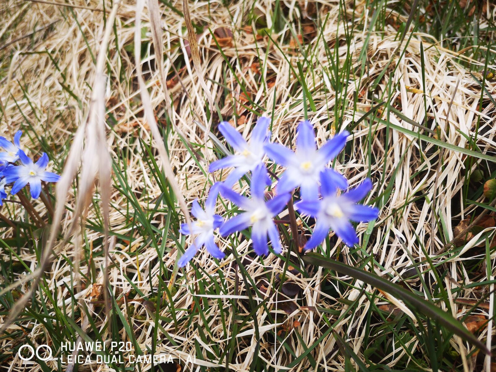 HUAWEI P20 sample photo. Spring flowers, spring, blue photography
