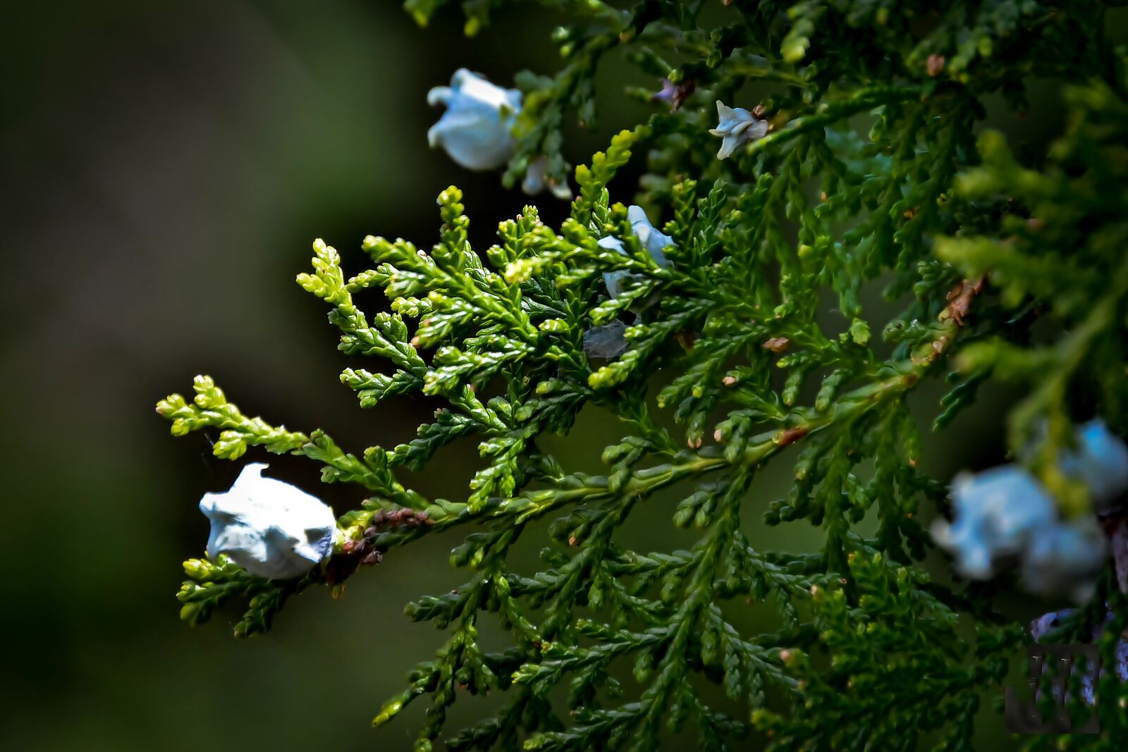 Nikon D7100 sample photo. Green, green tree, forest photography