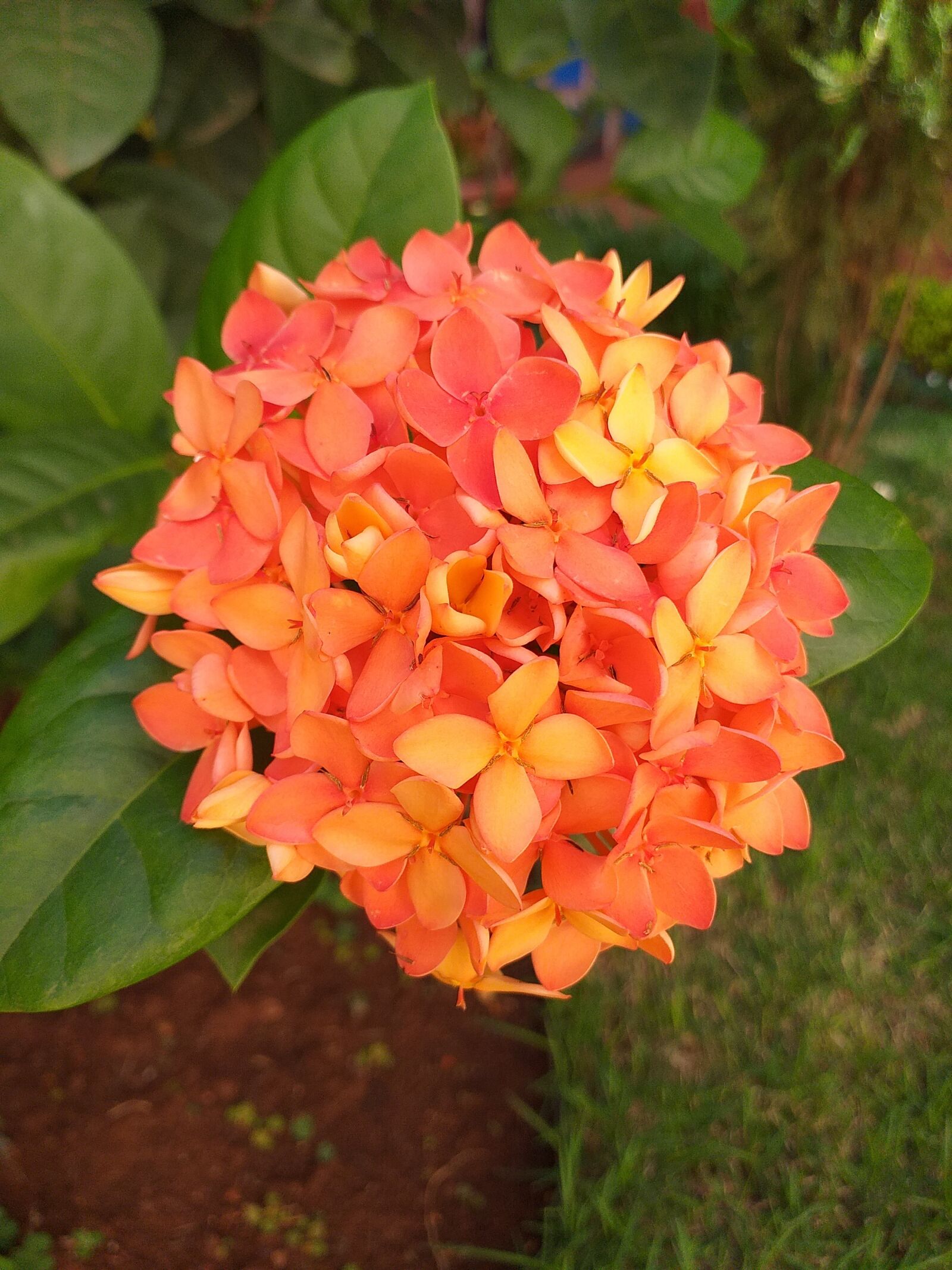 Samsung Galaxy J6+ sample photo. Flower, garden, nature photography