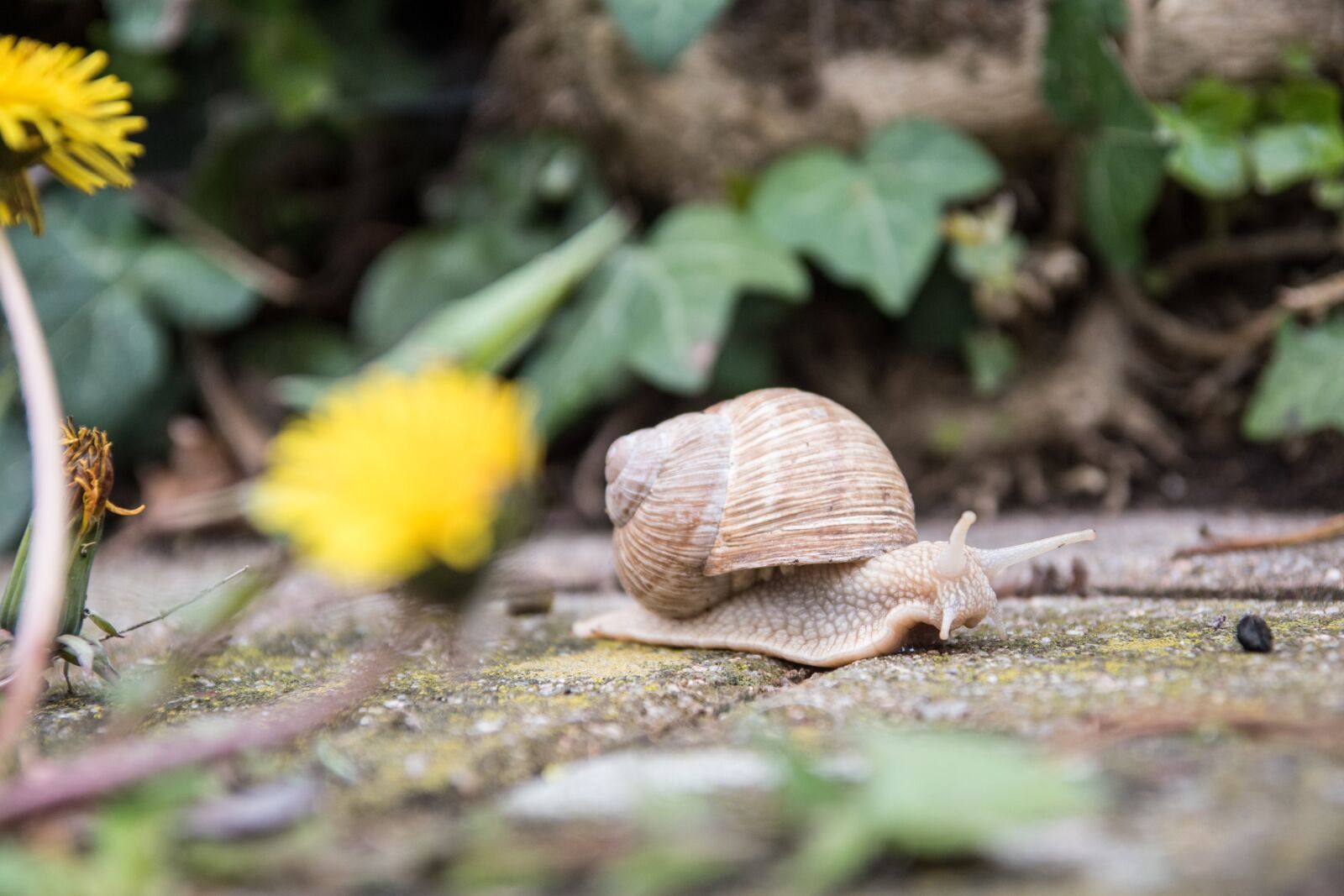 Nikon D5500 sample photo. Snail, nature, animal photography