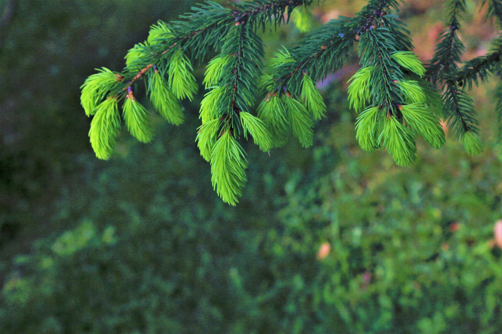 Canon EF 24-105mm F4L IS USM sample photo. Flowers, spring, pine photography