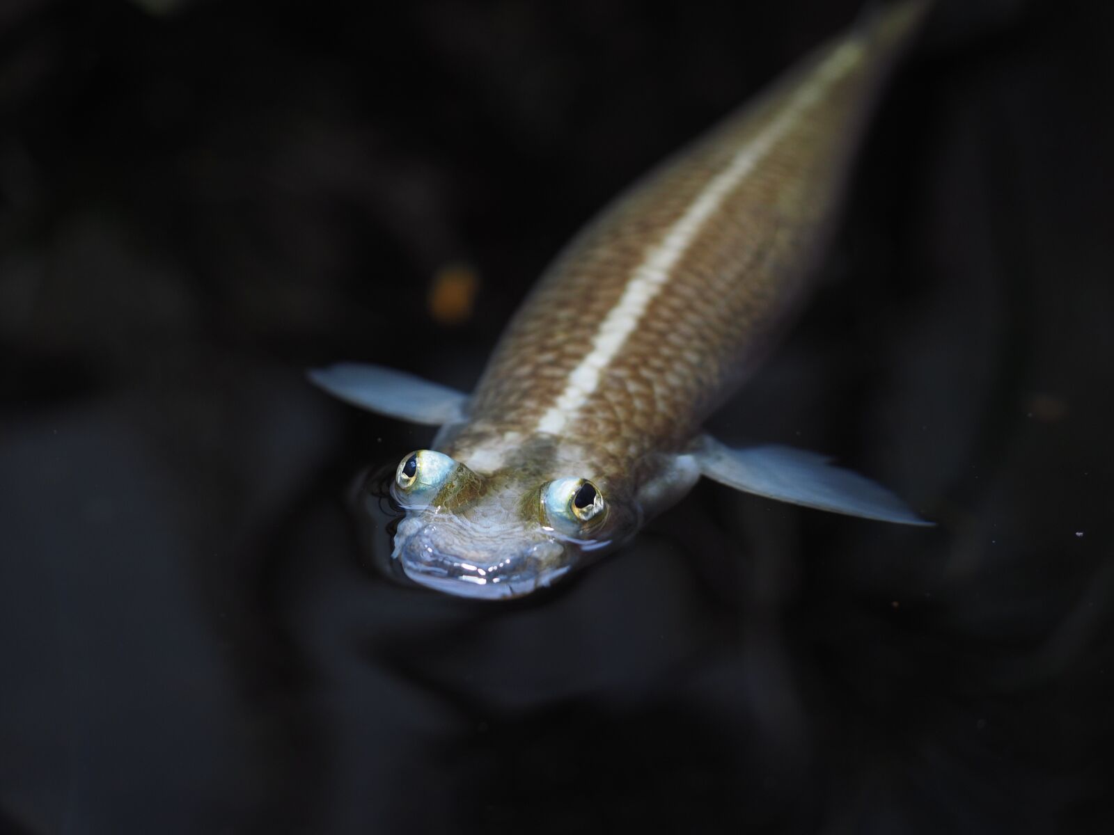 Olympus OM-D E-M1 + Olympus M.Zuiko Digital ED 12-40mm F2.8 Pro sample photo. Four eyes fish, fish photography