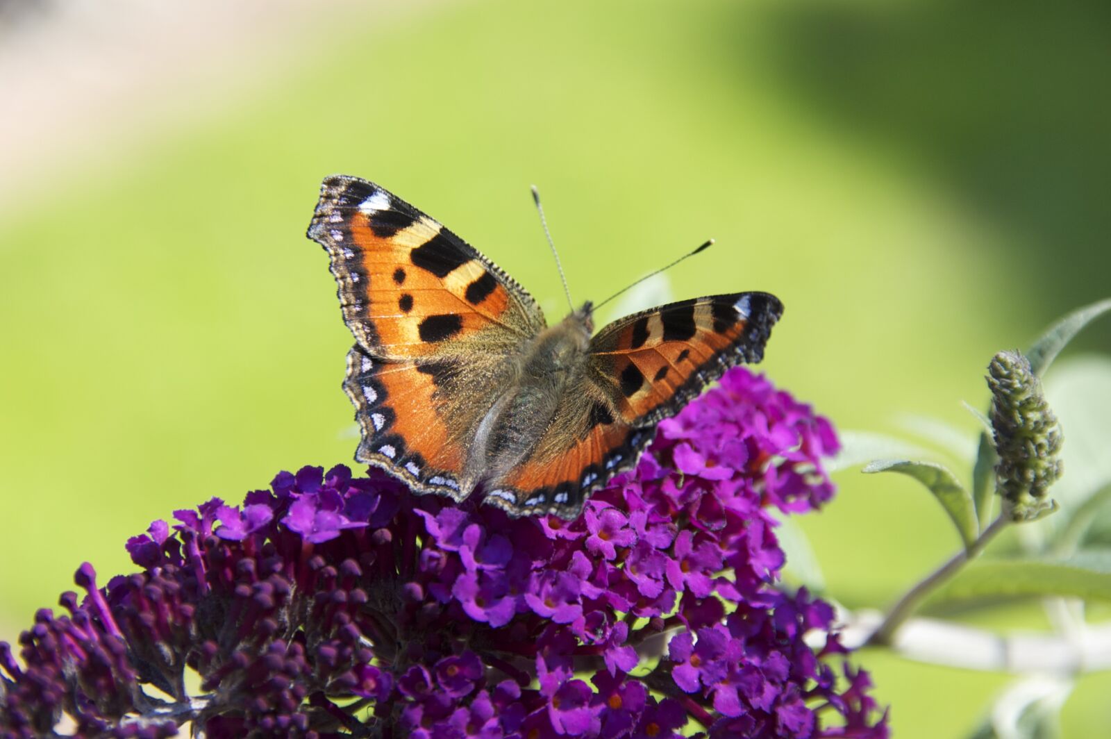 Nikon D40 sample photo. Nature, insect, butterfly photography