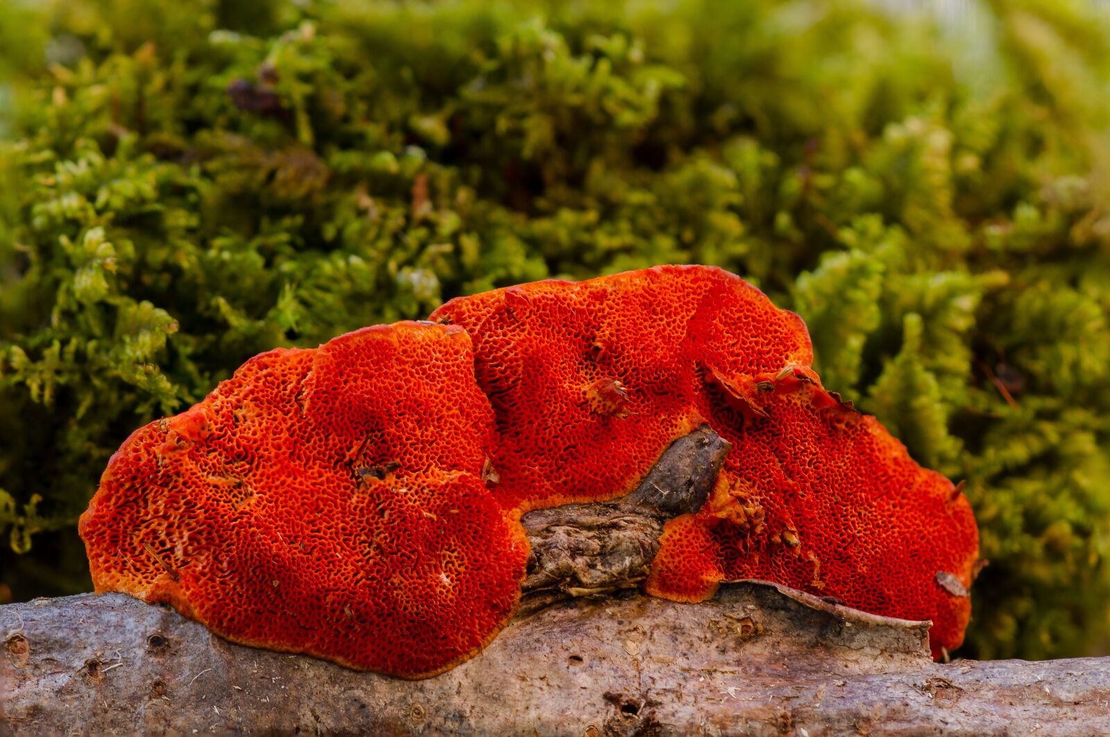 Canon EOS 7D sample photo. Mushroom, sponge, reishi photography