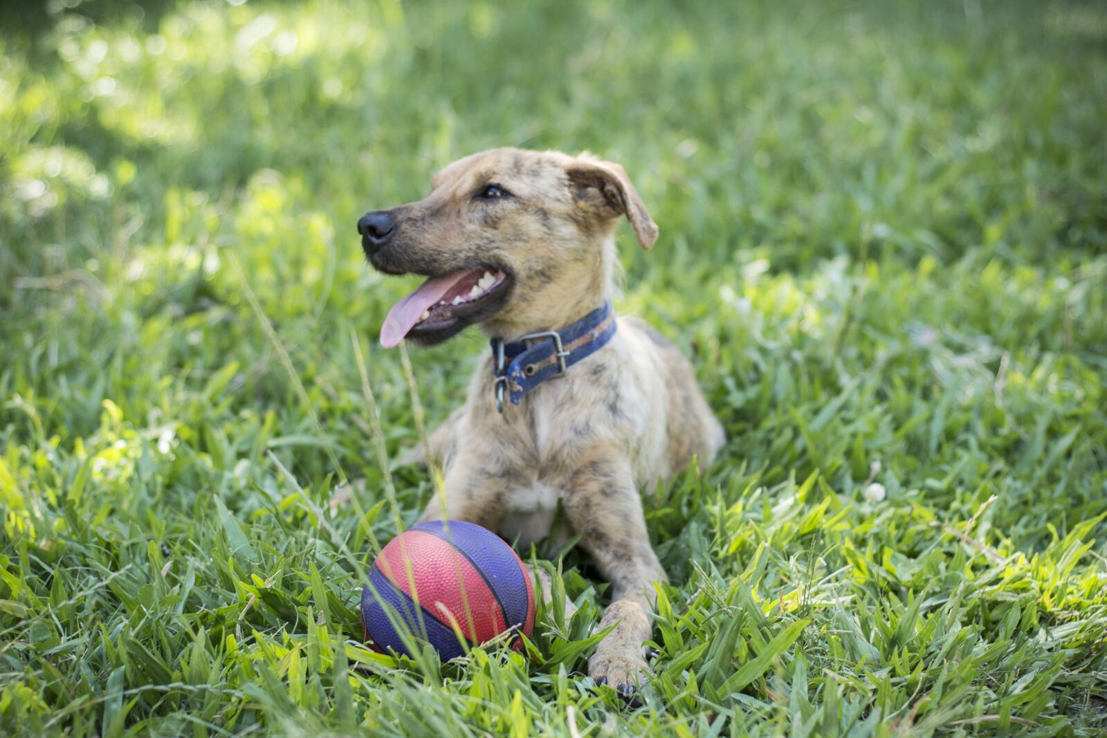 Nikon D5200 sample photo. Dog, field, animals photography