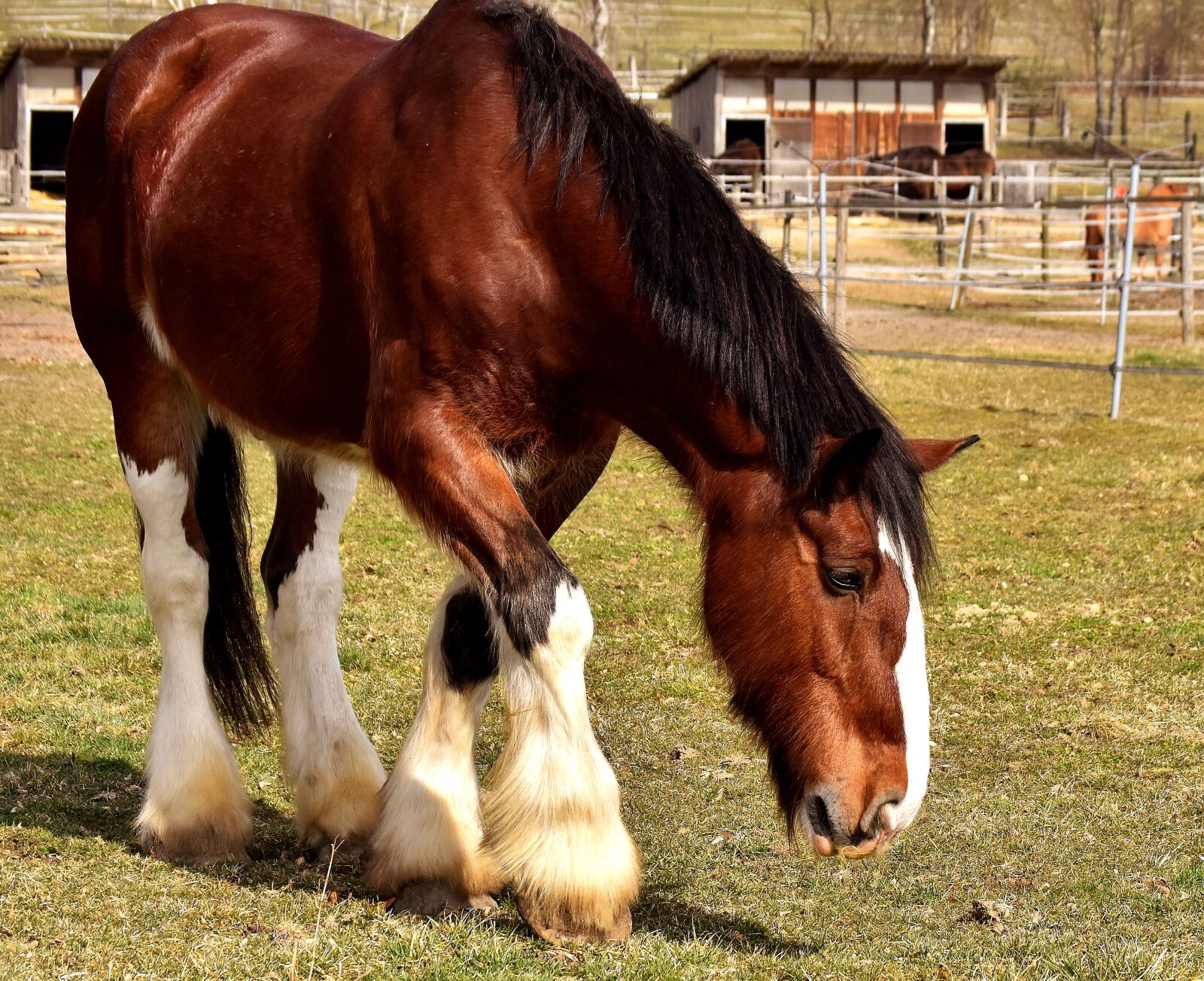 Nikon D7200 sample photo. Shire horse, horse, coupling photography