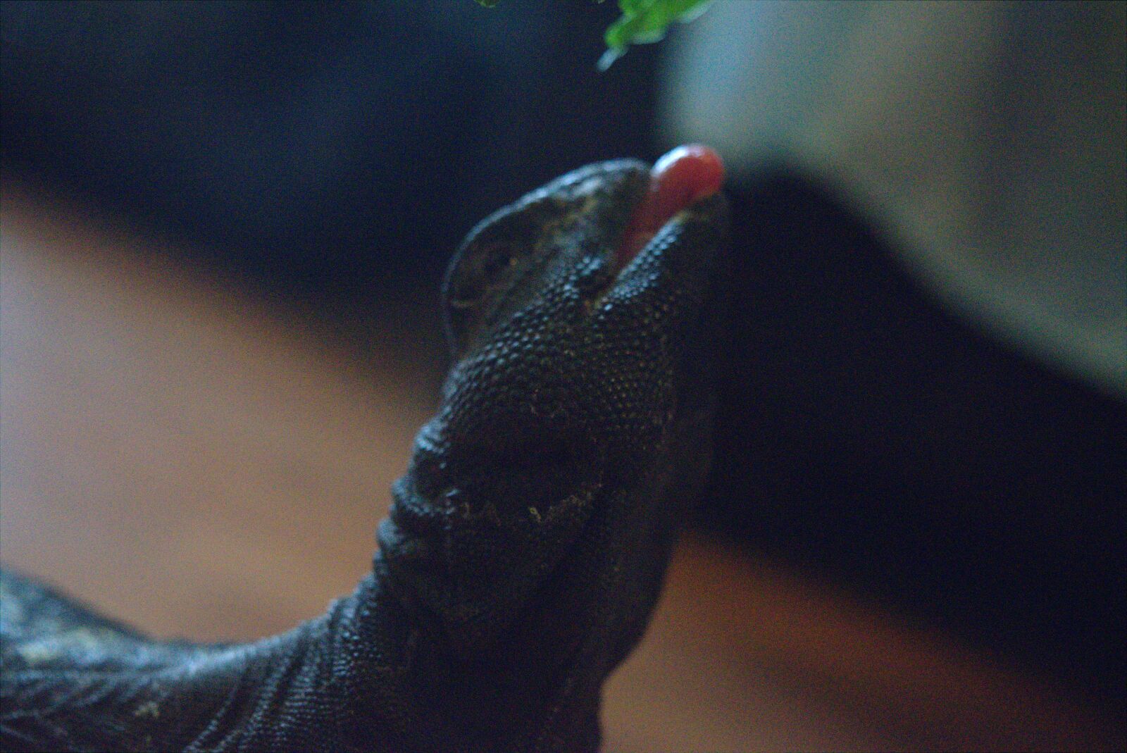 Nikon D3300 sample photo