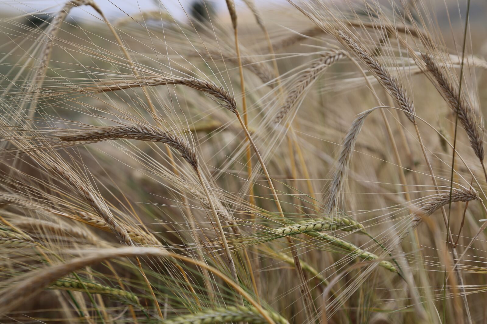 Canon EF 24-105mm F4L IS USM sample photo. Wheat, spike, grain photography