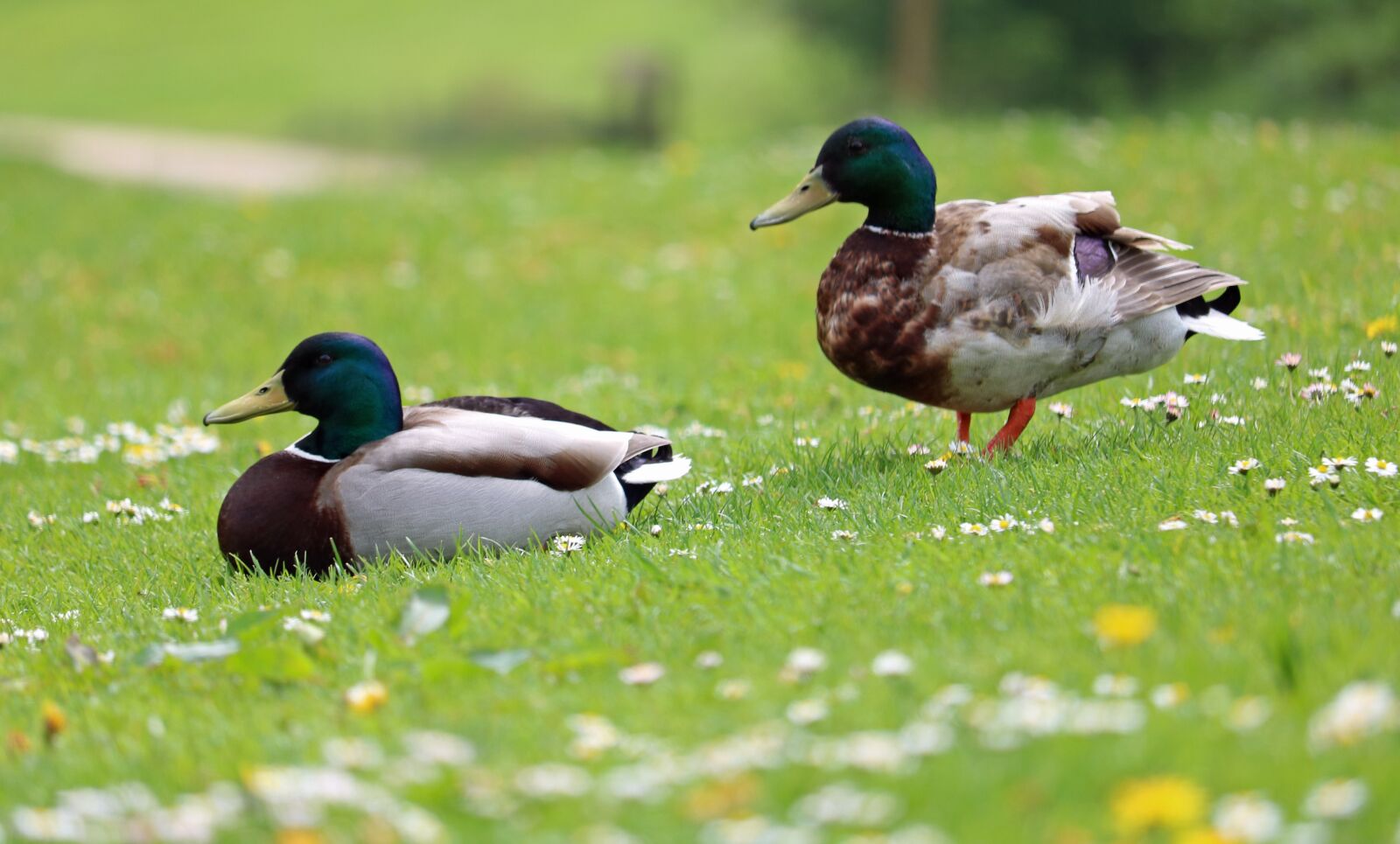 Canon EOS 750D (EOS Rebel T6i / EOS Kiss X8i) sample photo. Ducks, mallards, grass photography