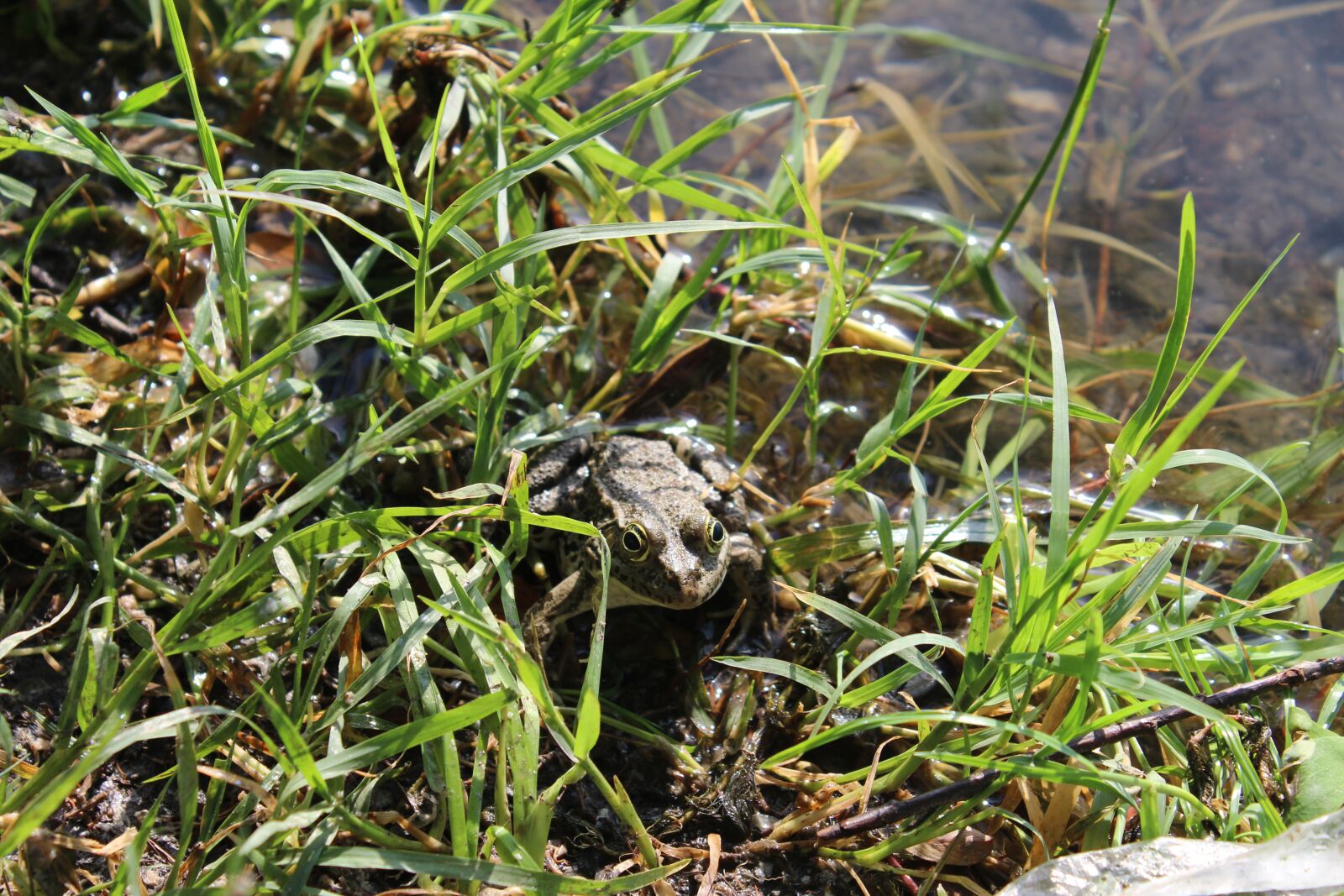 Canon EOS 1200D (EOS Rebel T5 / EOS Kiss X70 / EOS Hi) sample photo. Frog, nature, animals photography