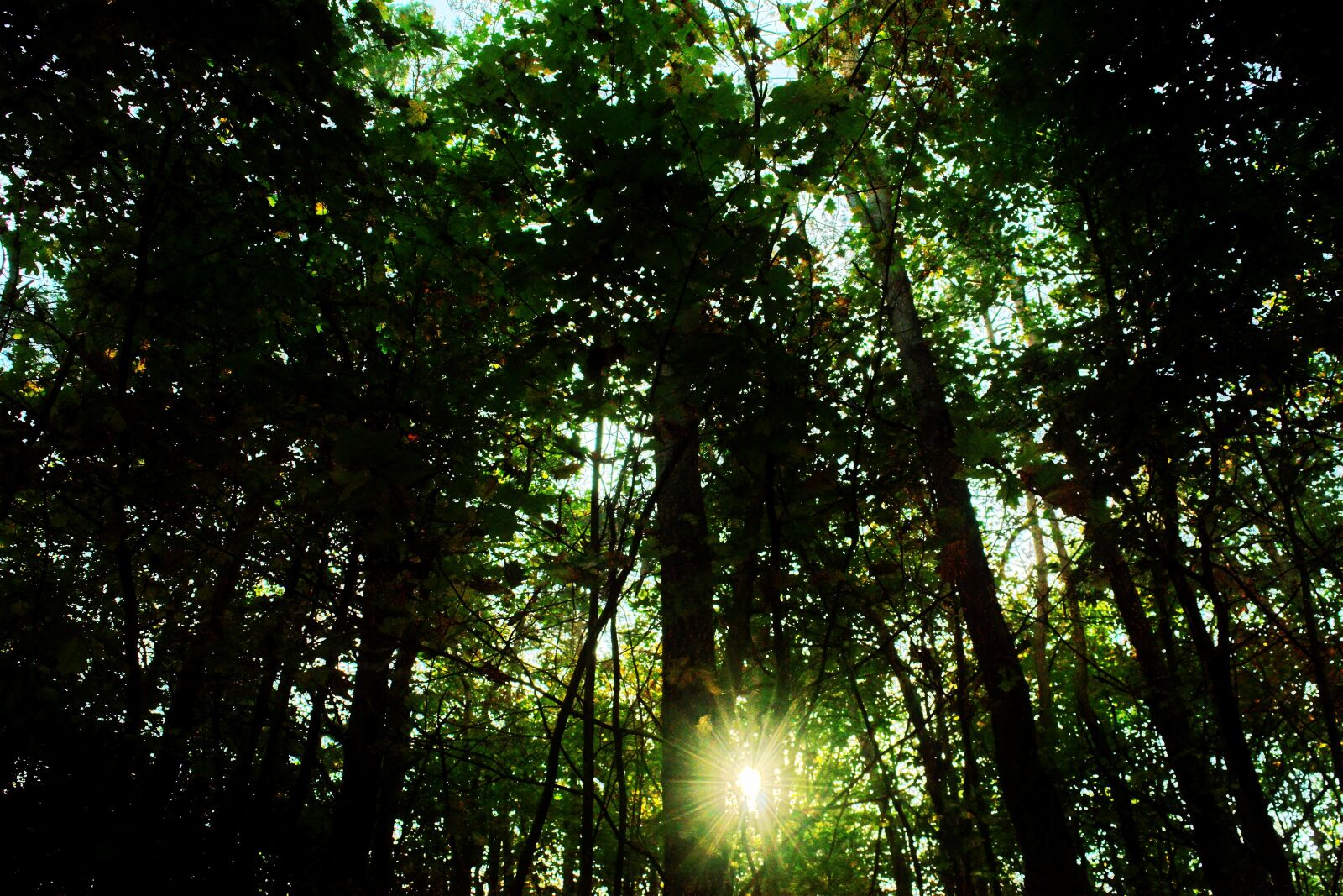 Nikon D3100 sample photo. Landscape, forest, dense photography