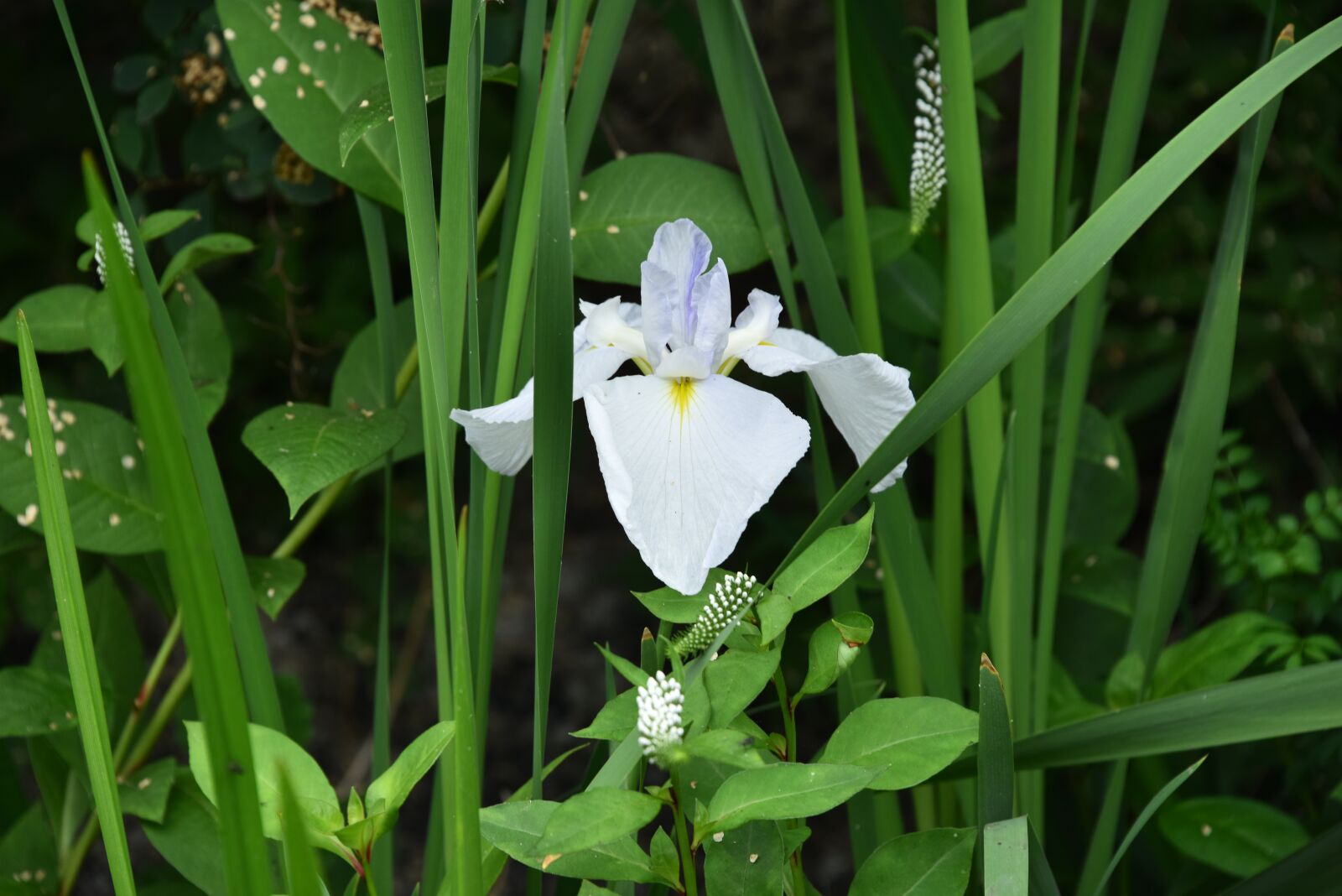 Nikon D810 sample photo. Irises, white flowers, iris photography