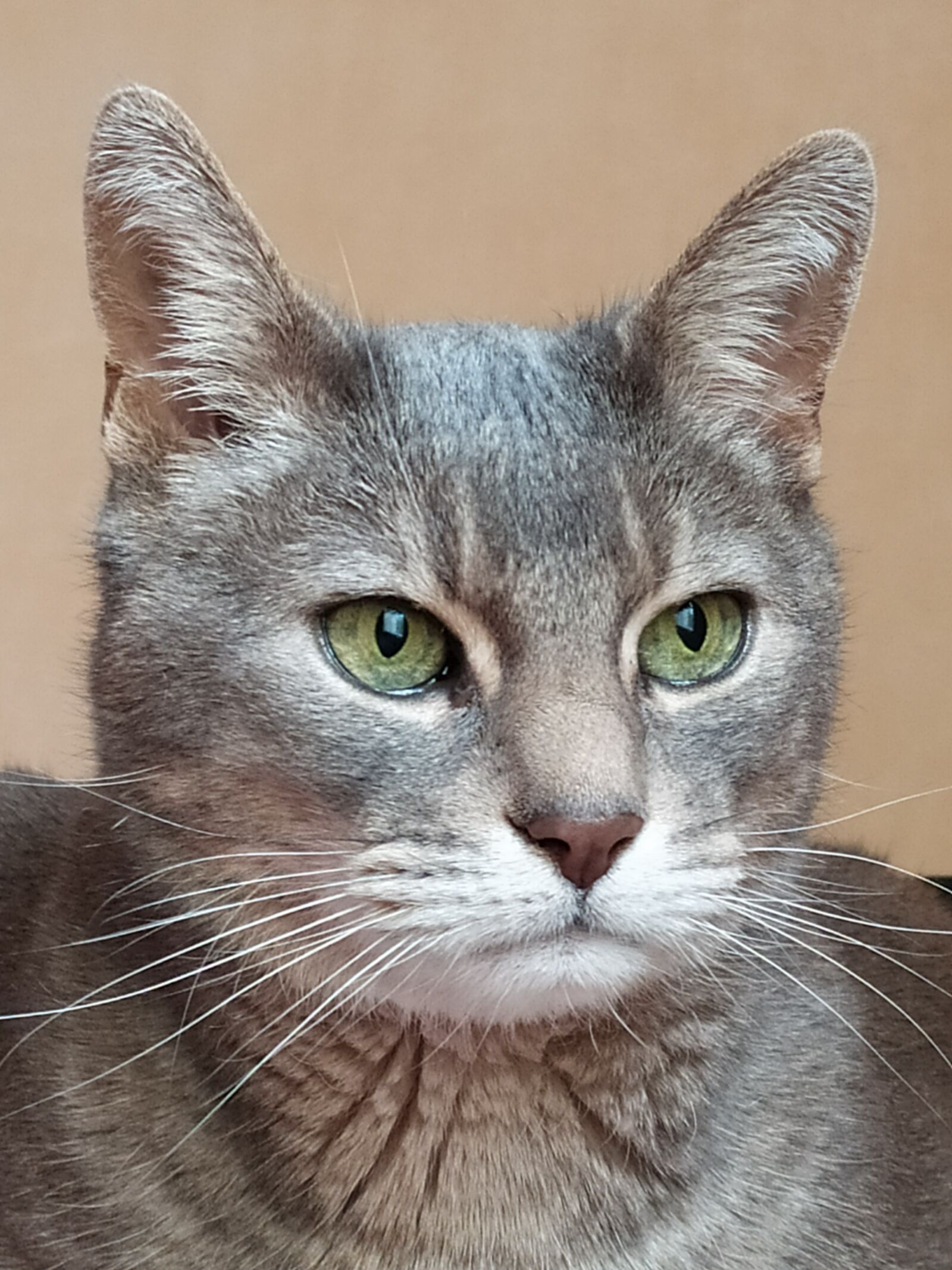 Xiaomi Redmi Note 7 sample photo. Cat, grey, portrait photography