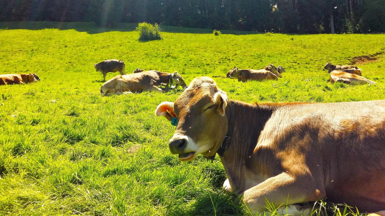 Samsung Galaxy S4 sample photo. Animals, bavaria, cow photography