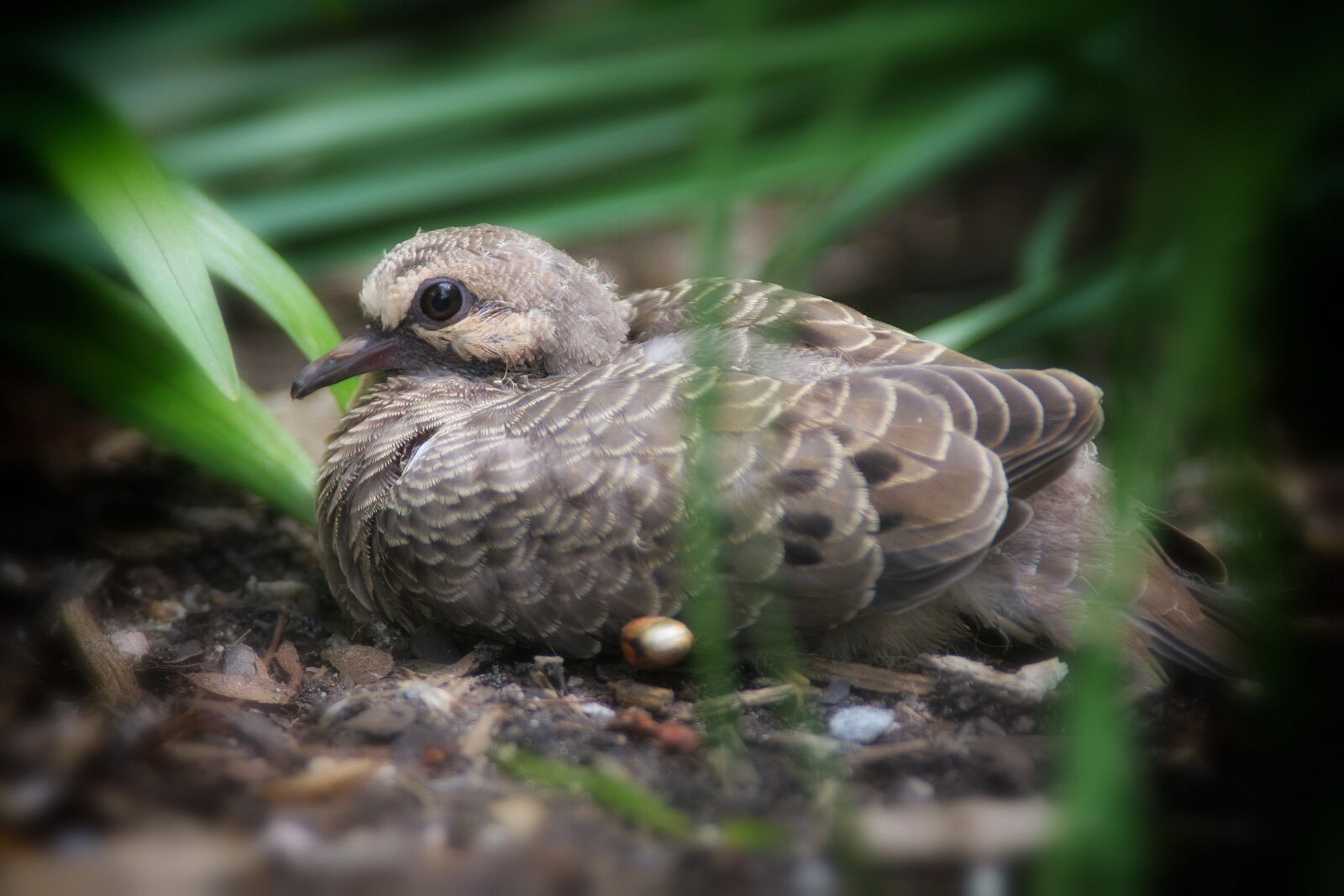 Canon EOS 20D sample photo. Animal, nature, bird photography
