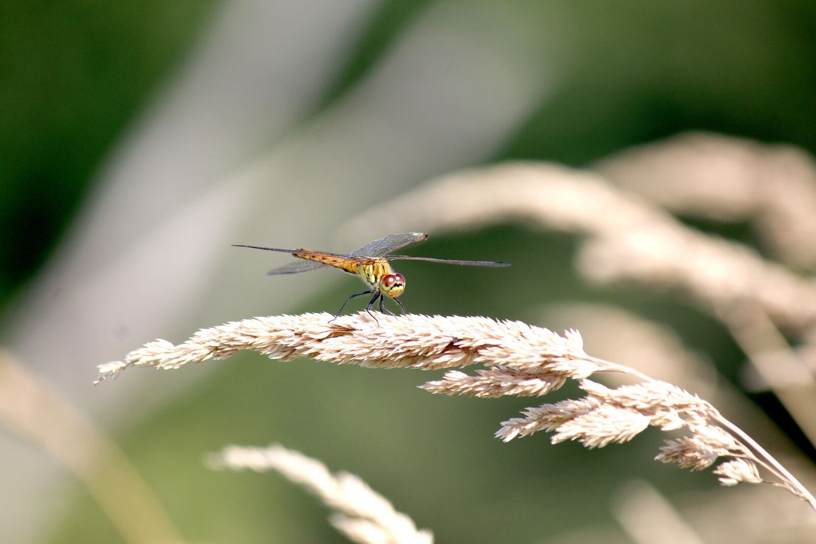 Canon EF-S 55-250mm F4-5.6 IS sample photo. Dragonfly, autumn, nature photography