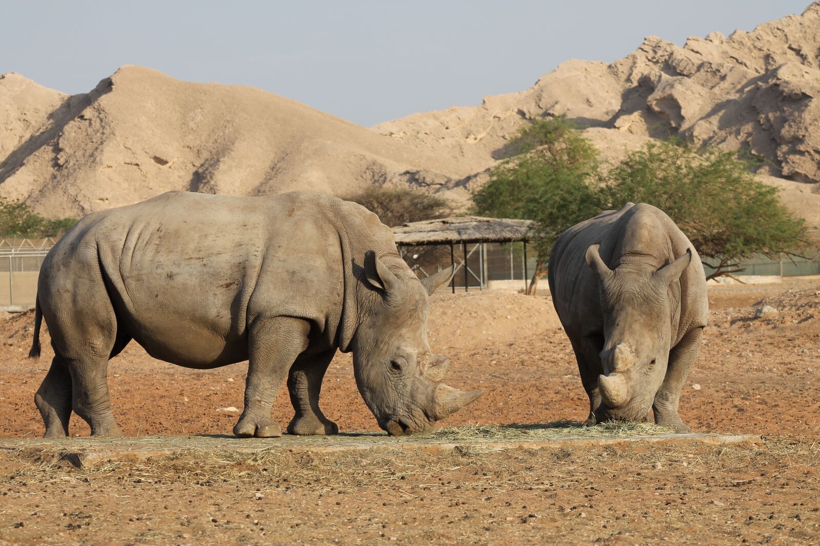 Canon EF 75-300mm f/4-5.6 sample photo. Rhinoceros, wildlife, rhino photography