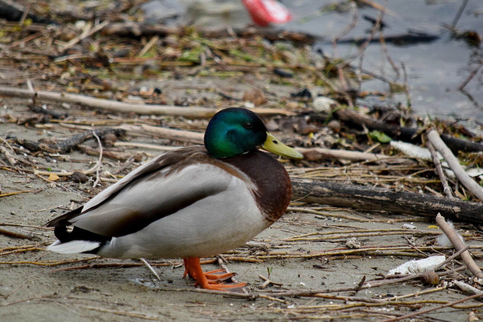 Nikon D5500 sample photo. Coast, dusk, garbage, waterfowl photography
