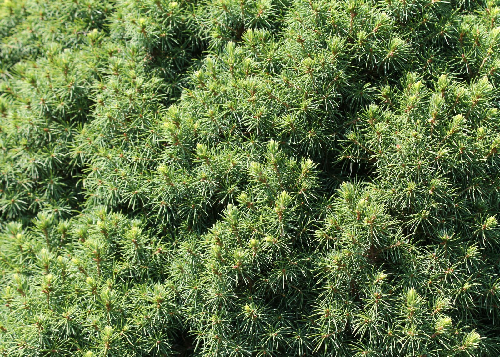 Canon EOS 1100D (EOS Rebel T3 / EOS Kiss X50) sample photo. Background and textures, pine photography