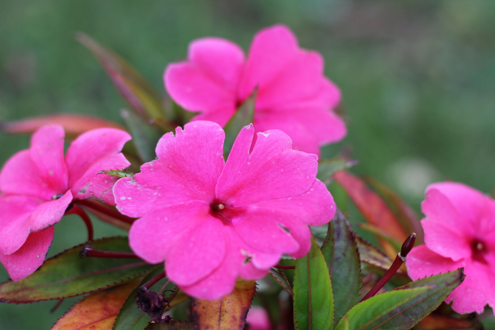 Canon EOS 600D (Rebel EOS T3i / EOS Kiss X5) + Canon EF 50mm F1.8 STM sample photo. Beautiful, flowers, colorful, flowers photography