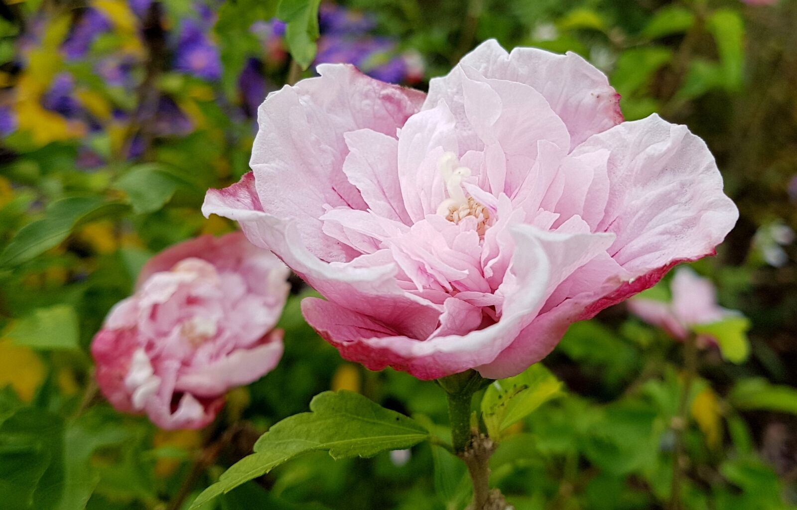 Samsung Galaxy S7 Edge sample photo. Flower, flora, nature photography