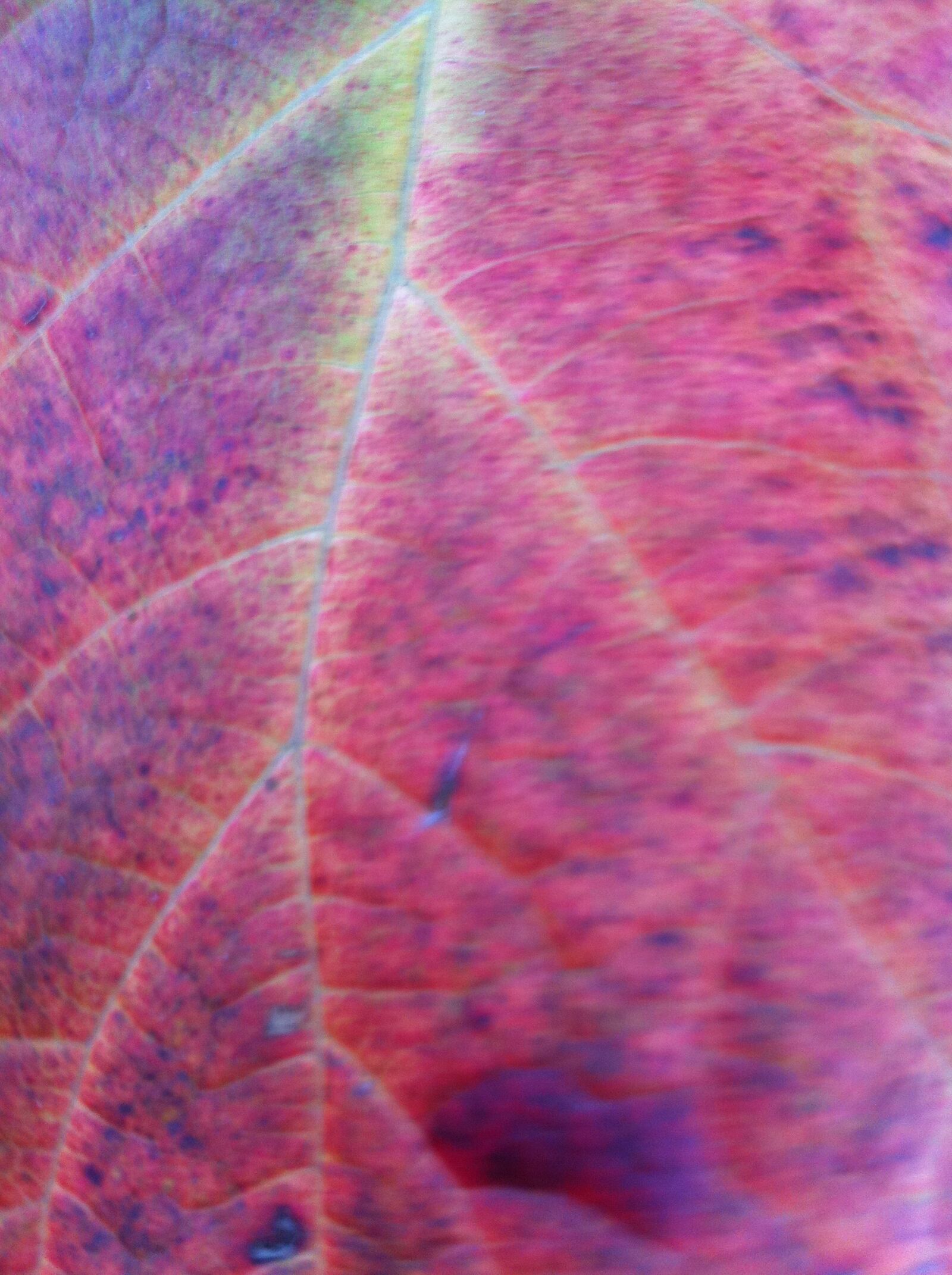 Apple iPhone 4 sample photo