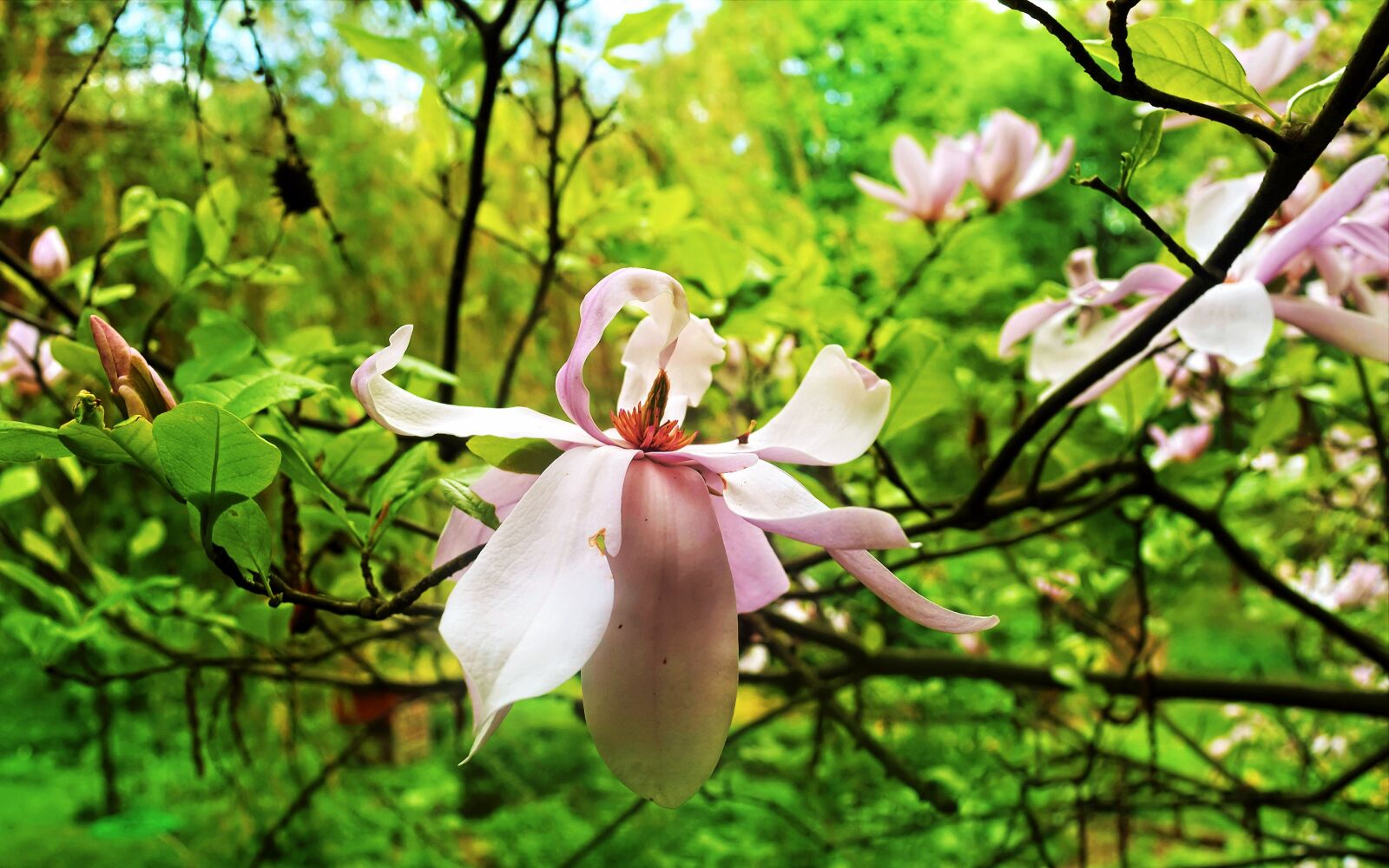 Nikon D40X sample photo. Flower, pink, almost photography