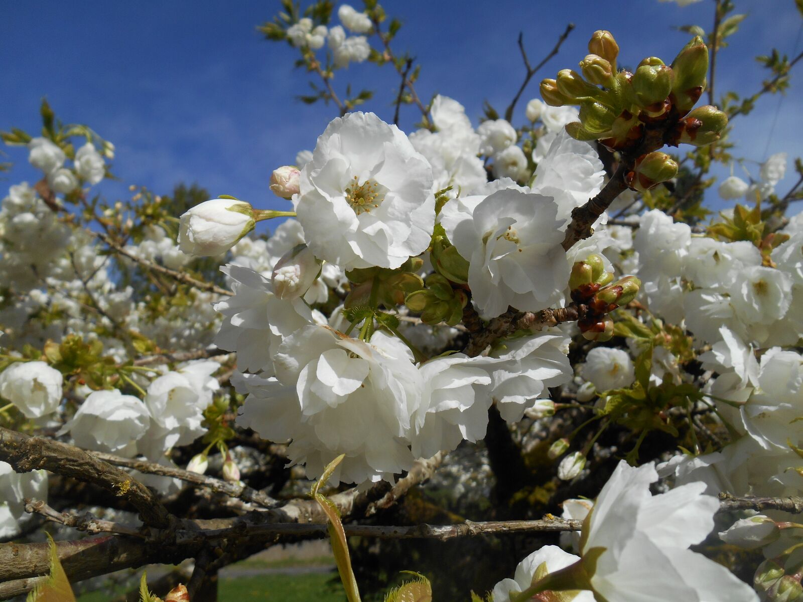 Nikon Coolpix S3500 sample photo. Cherry, tree, blossoms photography